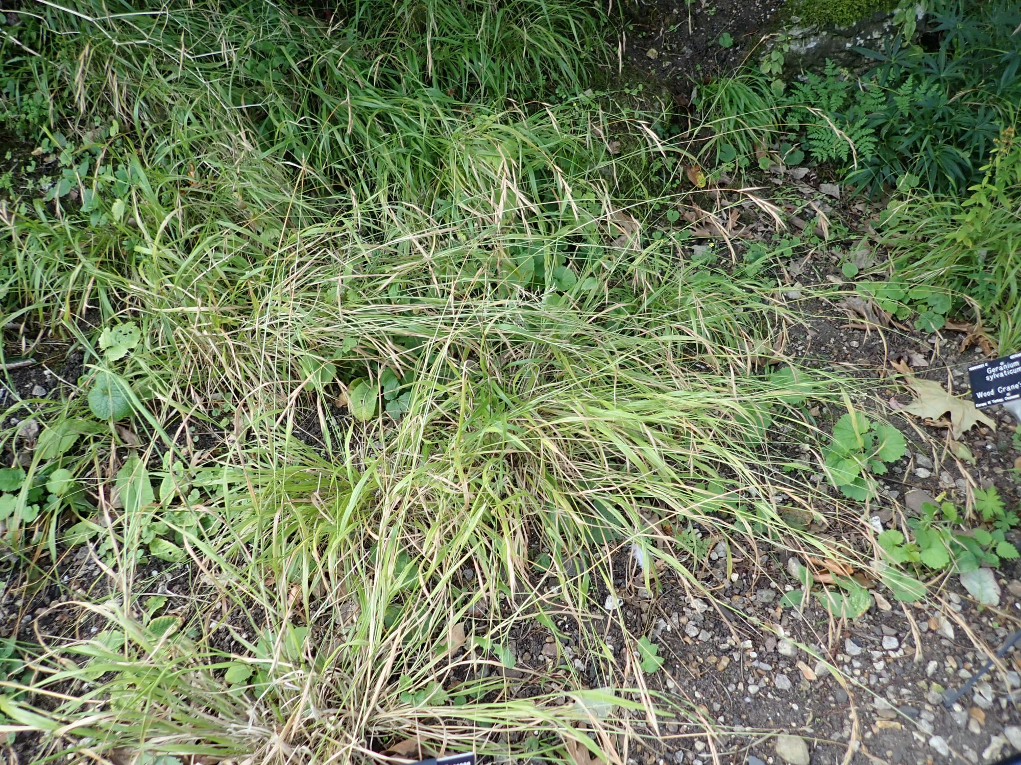 Image of Brachypodium sylvaticum