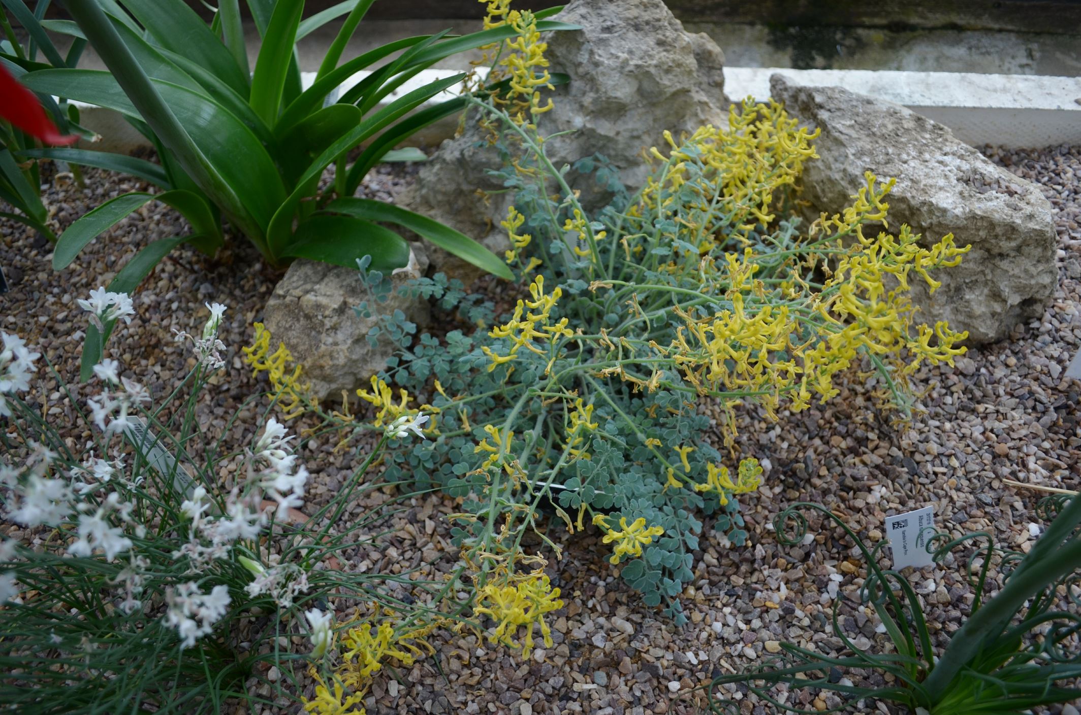 Image of Corydalis tomentella