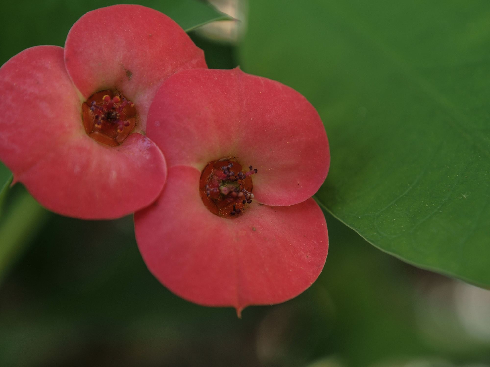 Image of Euphorbia milii var. splendens