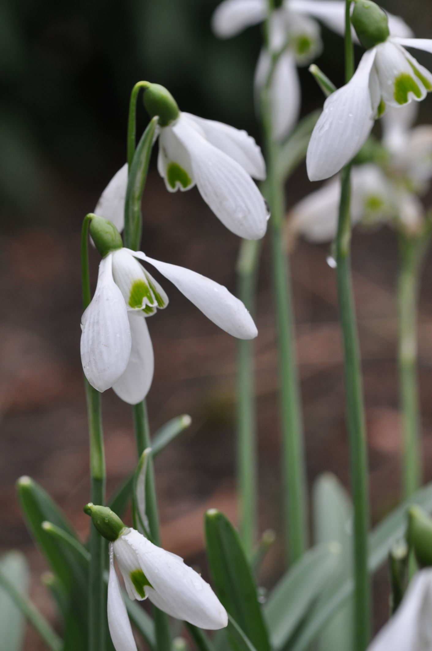 Image of Galanthus 'Hobson's Choice'
