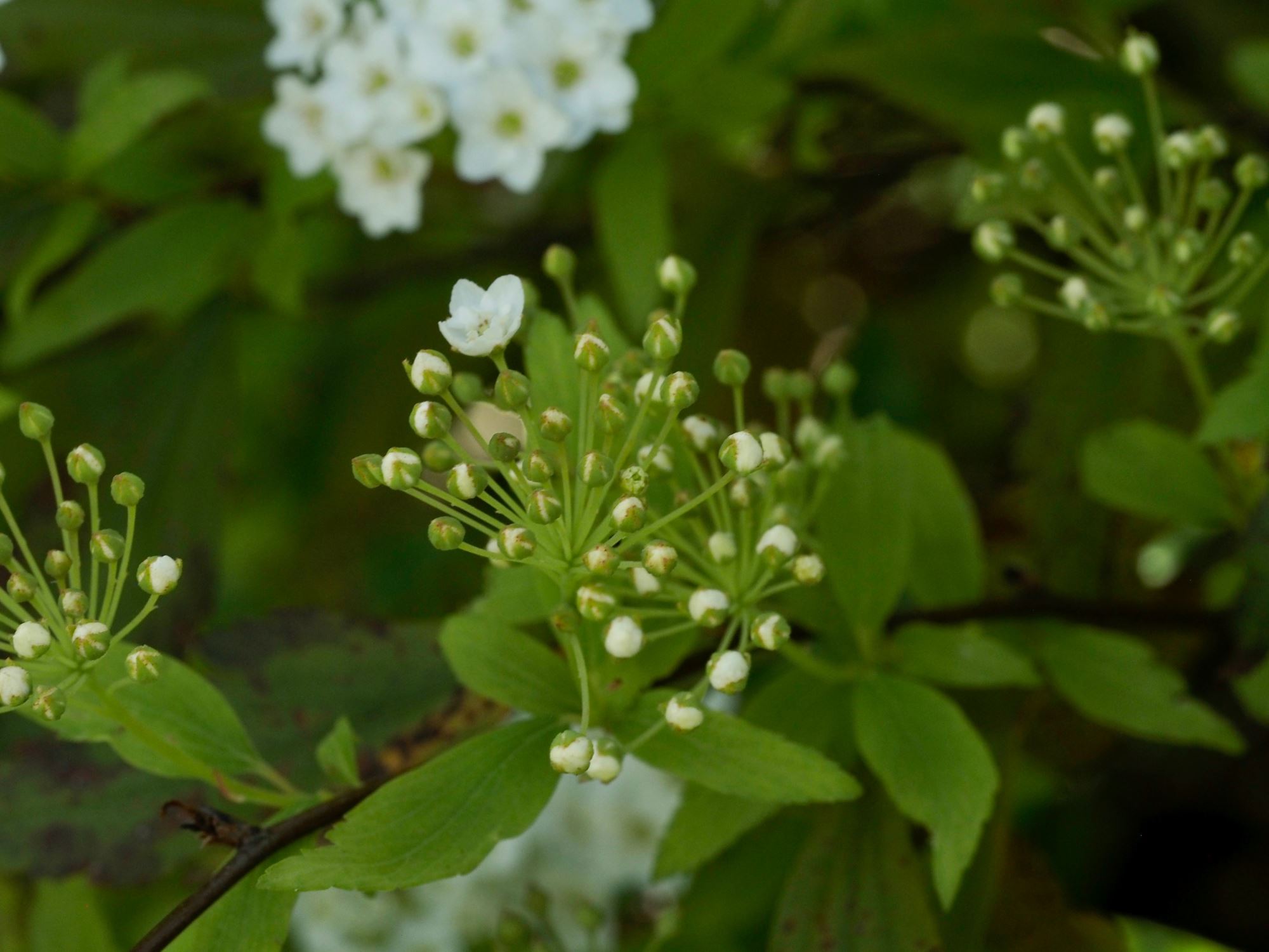 Image of Photinia davidiana