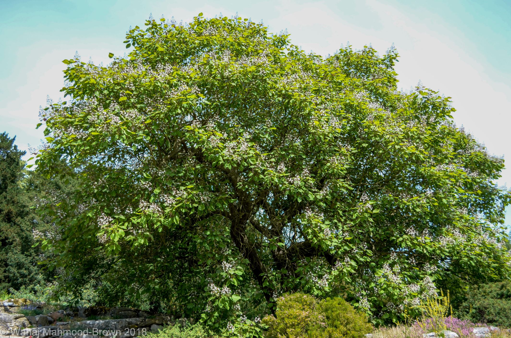 Image of Catalpa Ã— erubescens 'Purpurea'