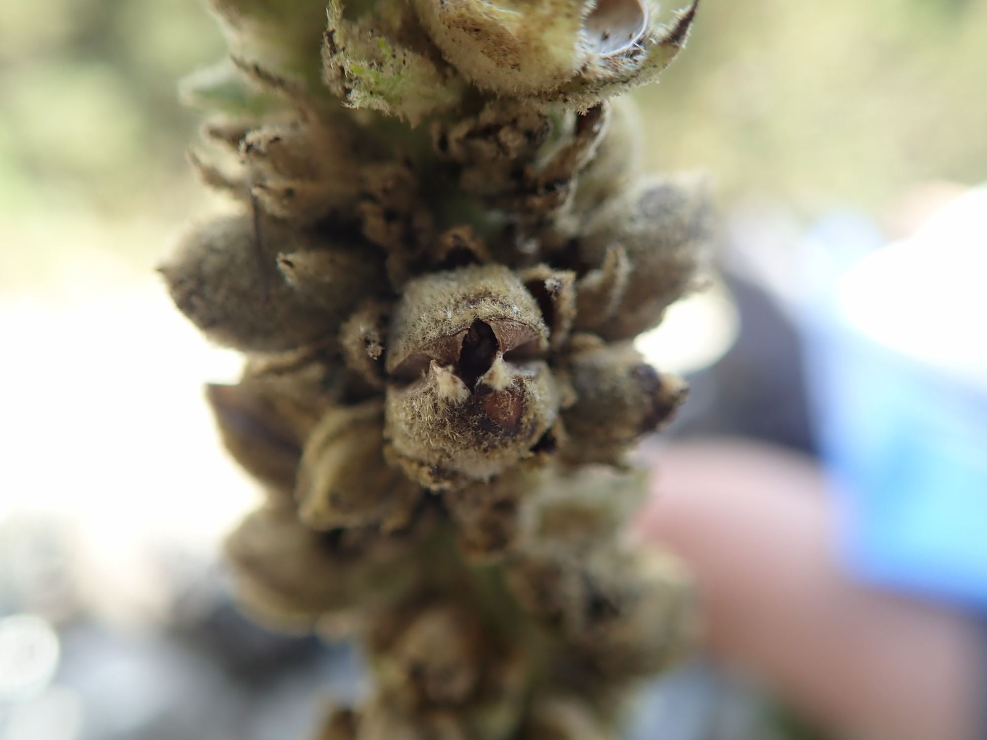 Image of Verbascum thapsus