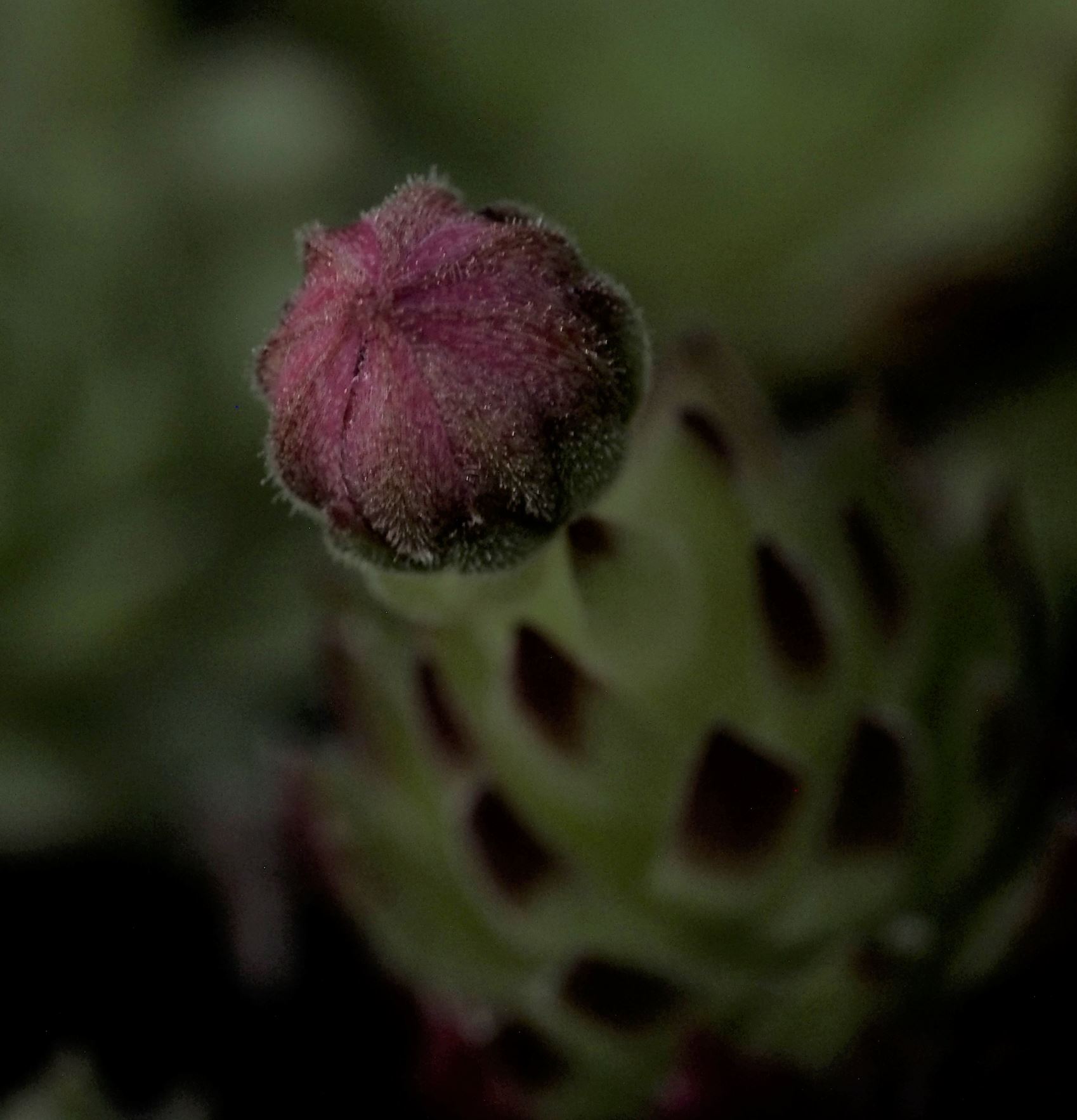 Image of Sempervivum soboliferum