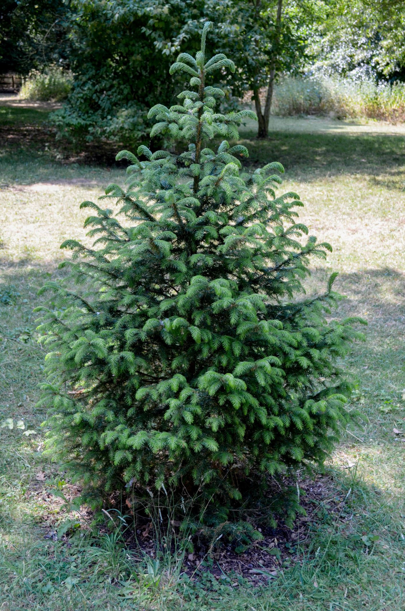 Image of Picea omorika