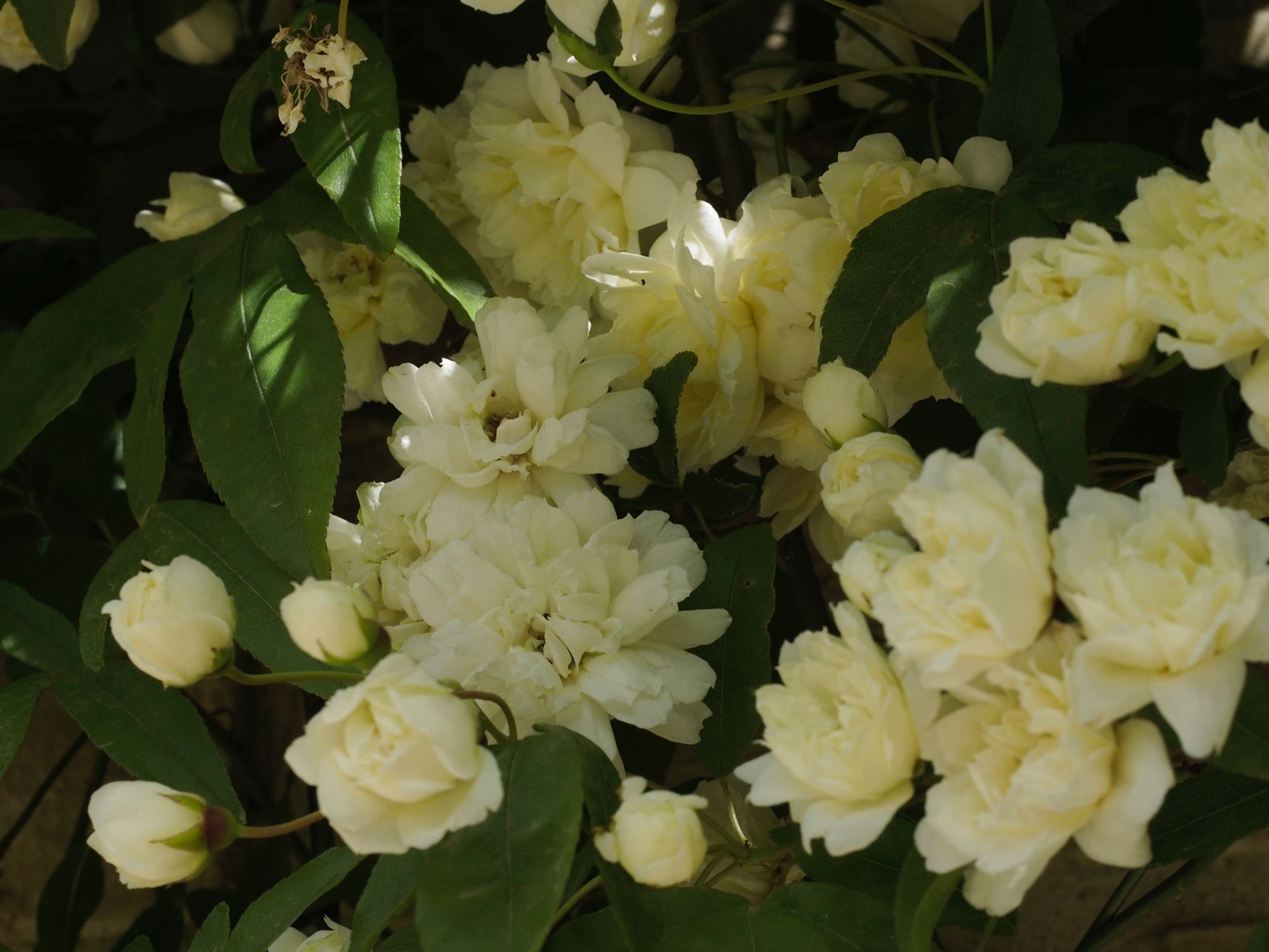 Image of Rosa banksiae 'Alba Plena'