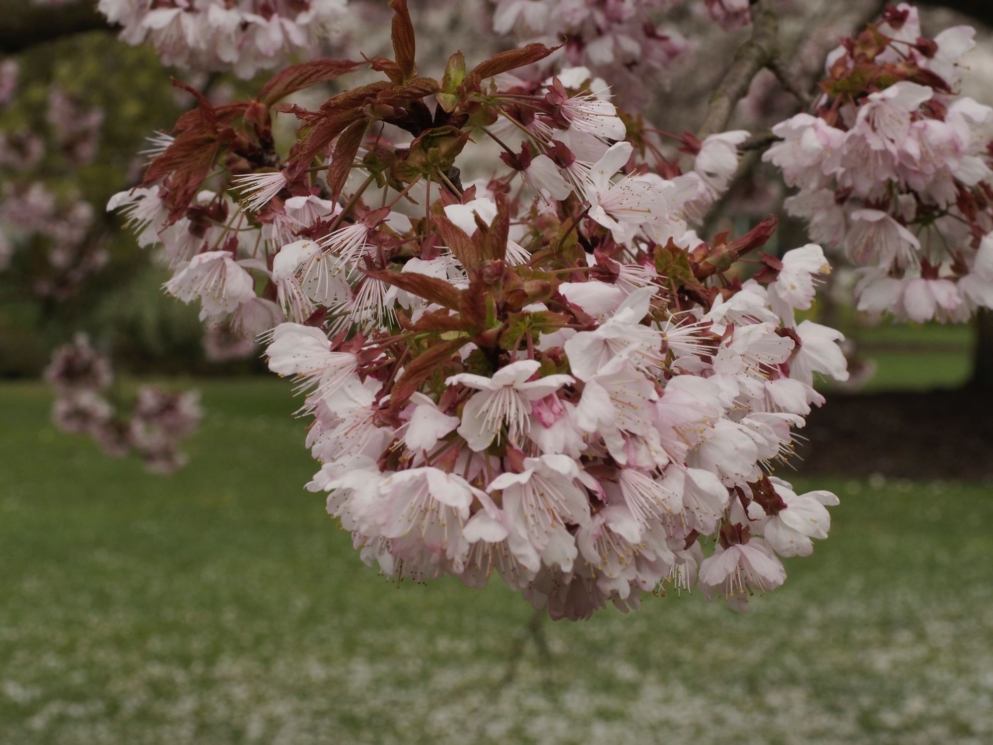Image of Prunus cyclamina