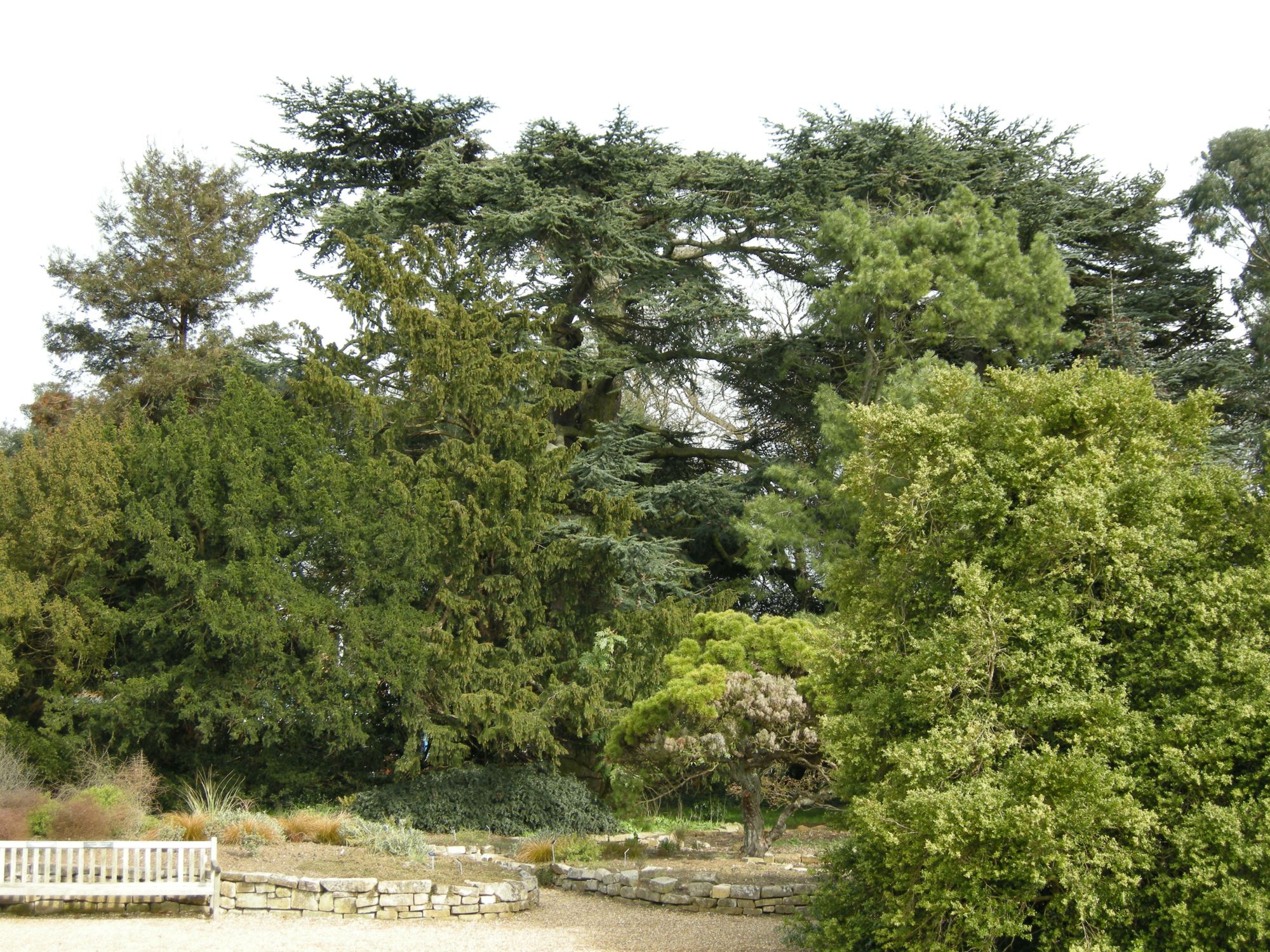Image of Cedrus libani