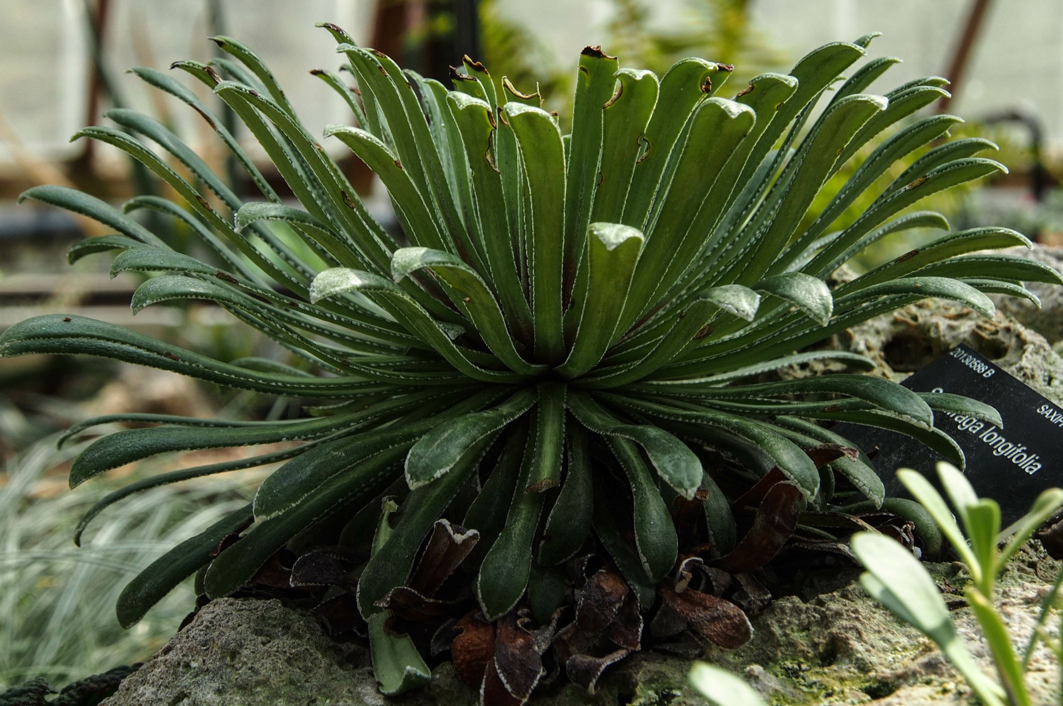 Image of Saxifraga longifolia