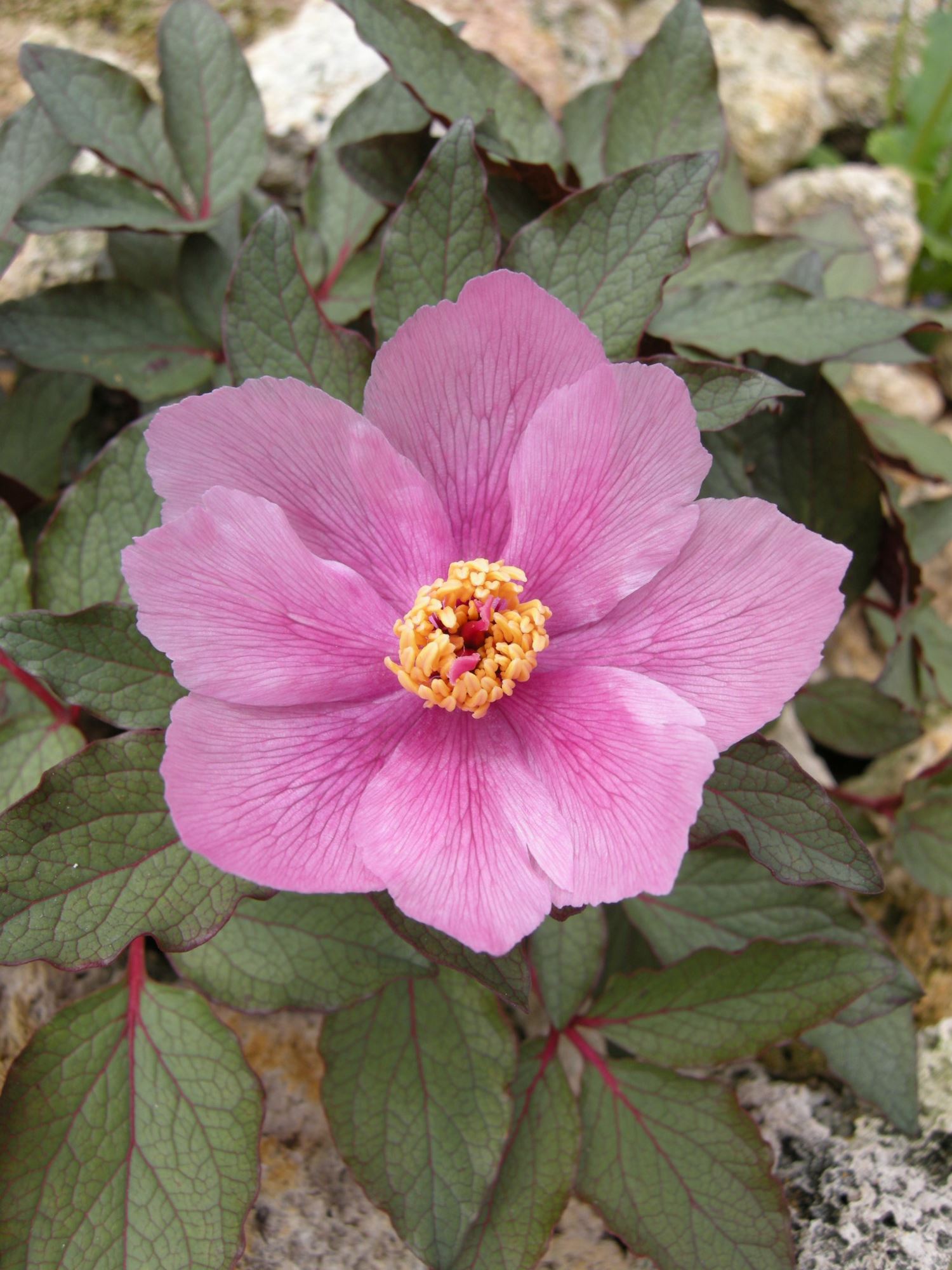 Image of Paeonia cambessedesii