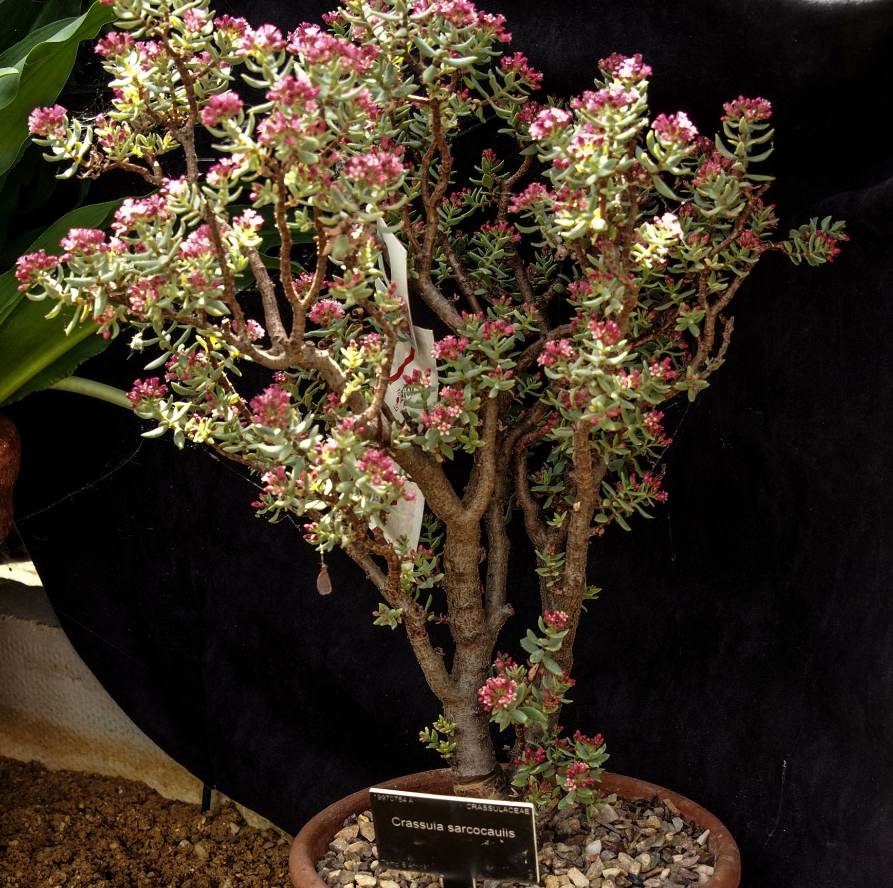 Image of Crassula sarcocaulis