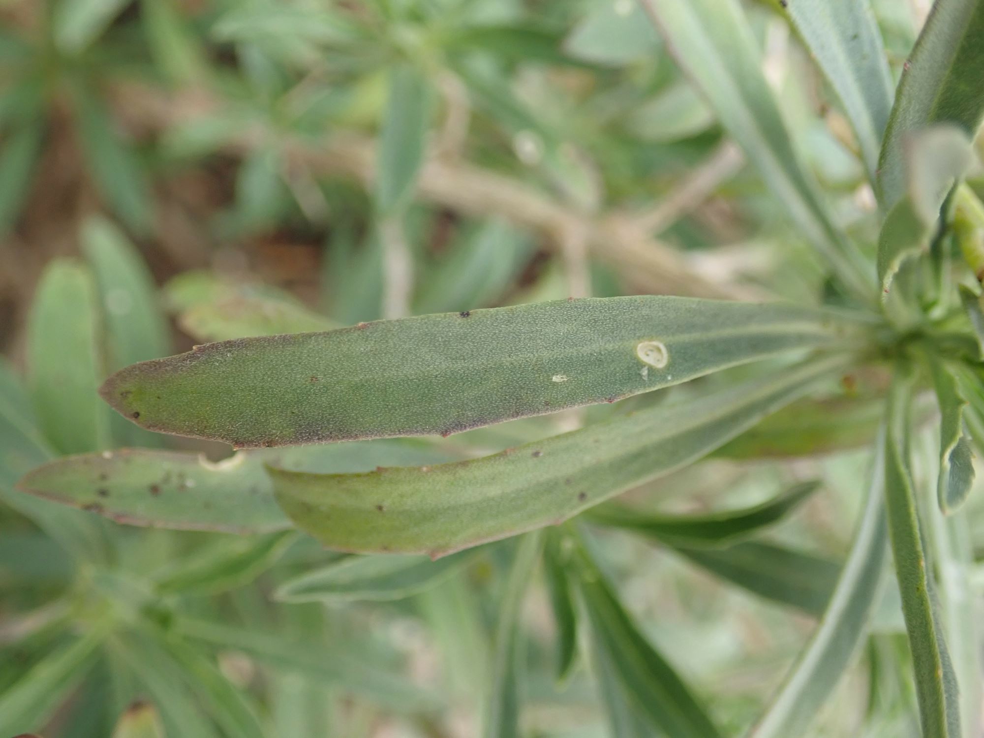 Image of Erysimum scoparium