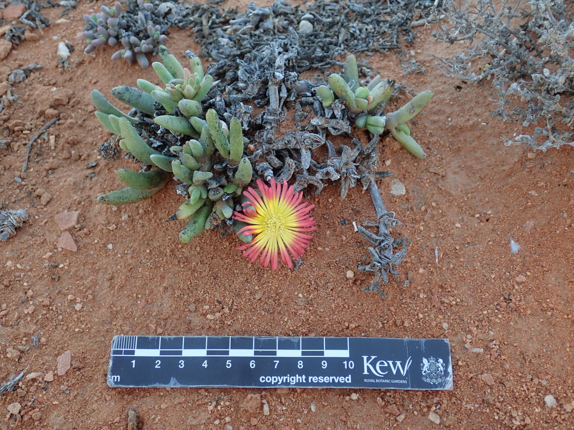 Image of Cephalophyllum sp.