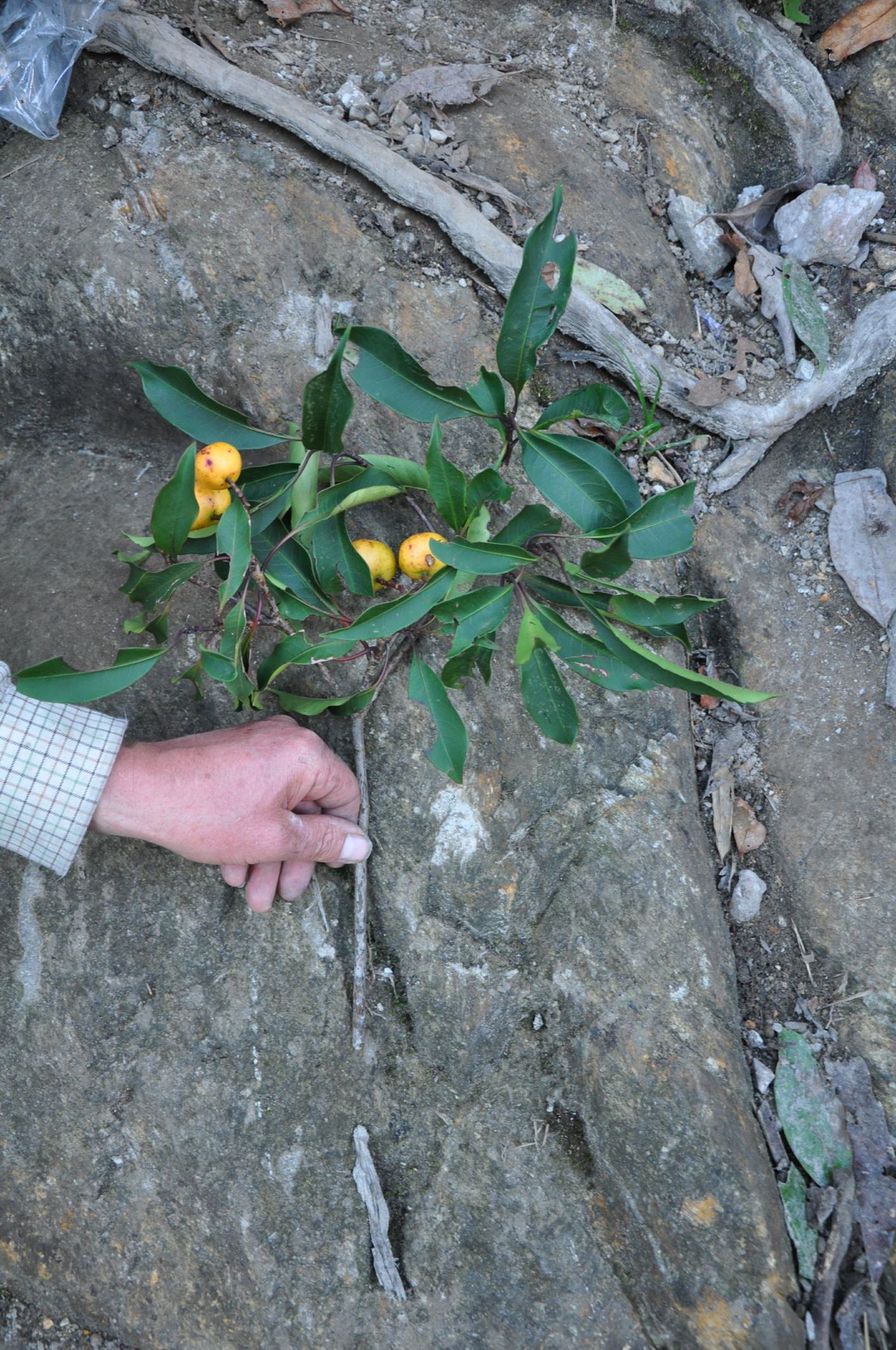 Image of Ilex sp.