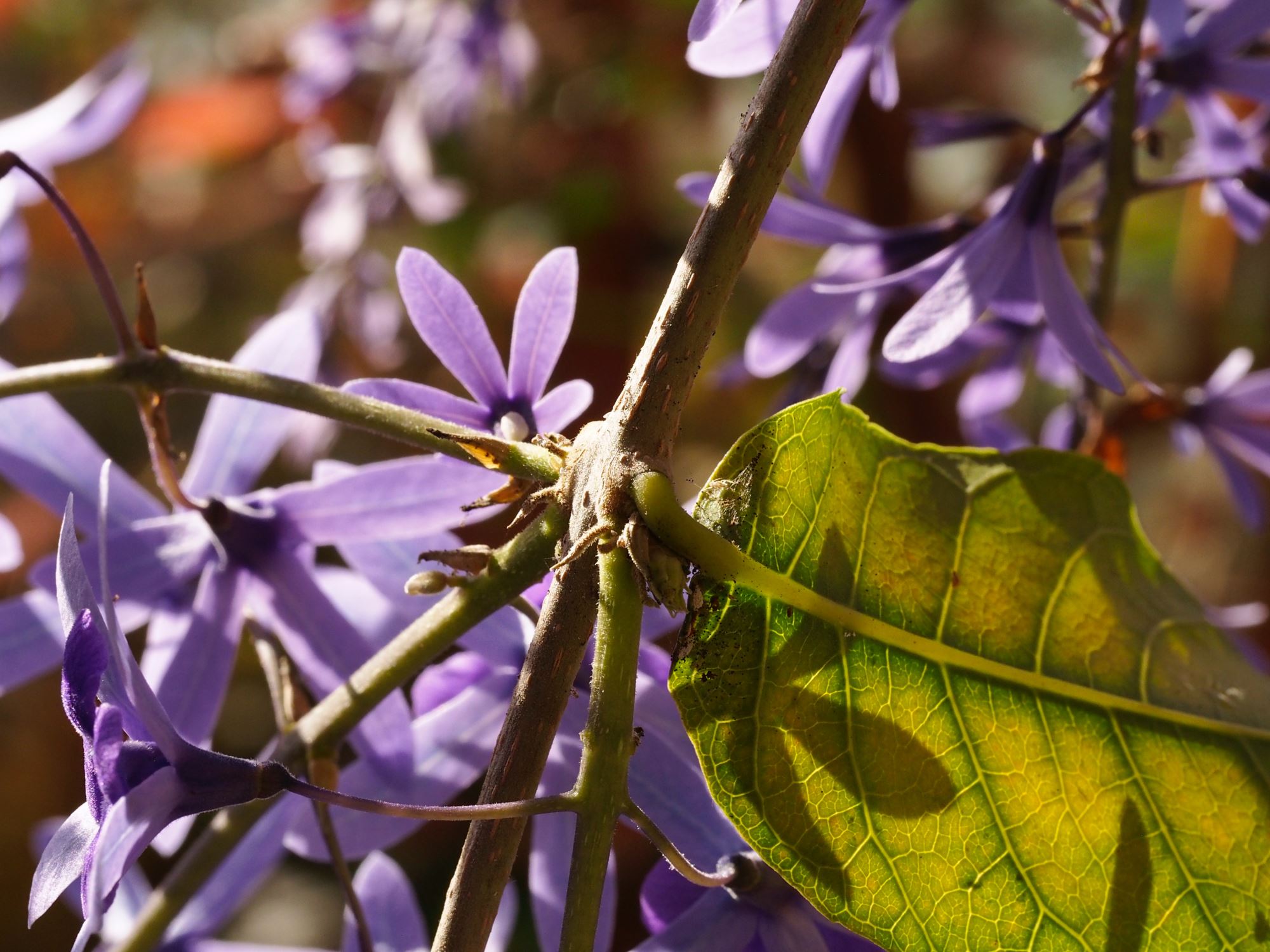 Image of Petrea volubilis