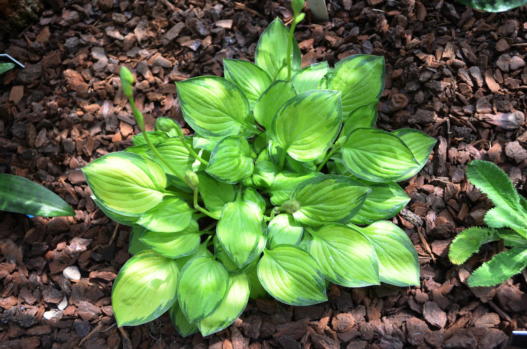 Image of Hosta 'Green With Envy'