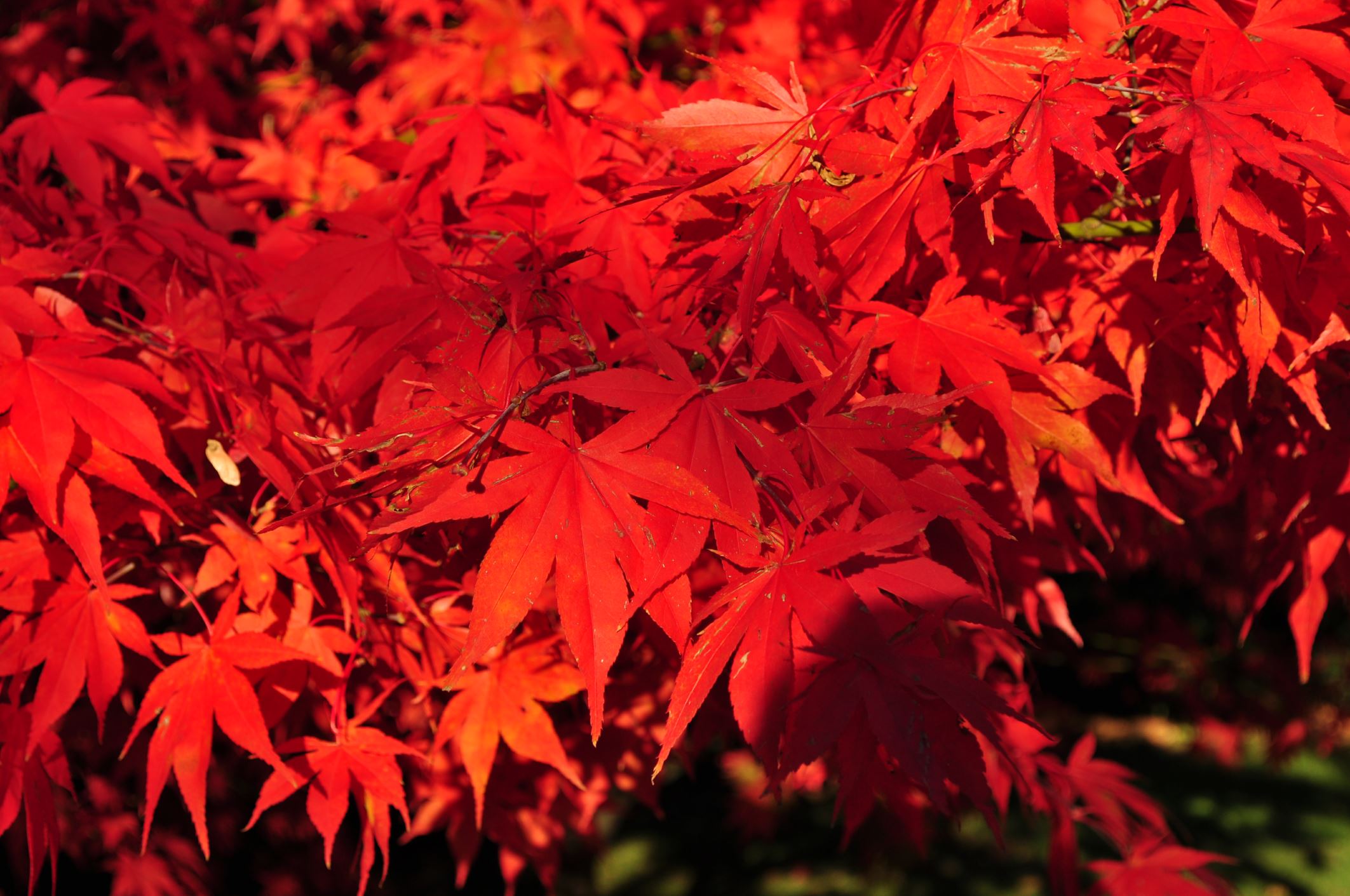 Image of Acer palmatum 'Osakazuki'