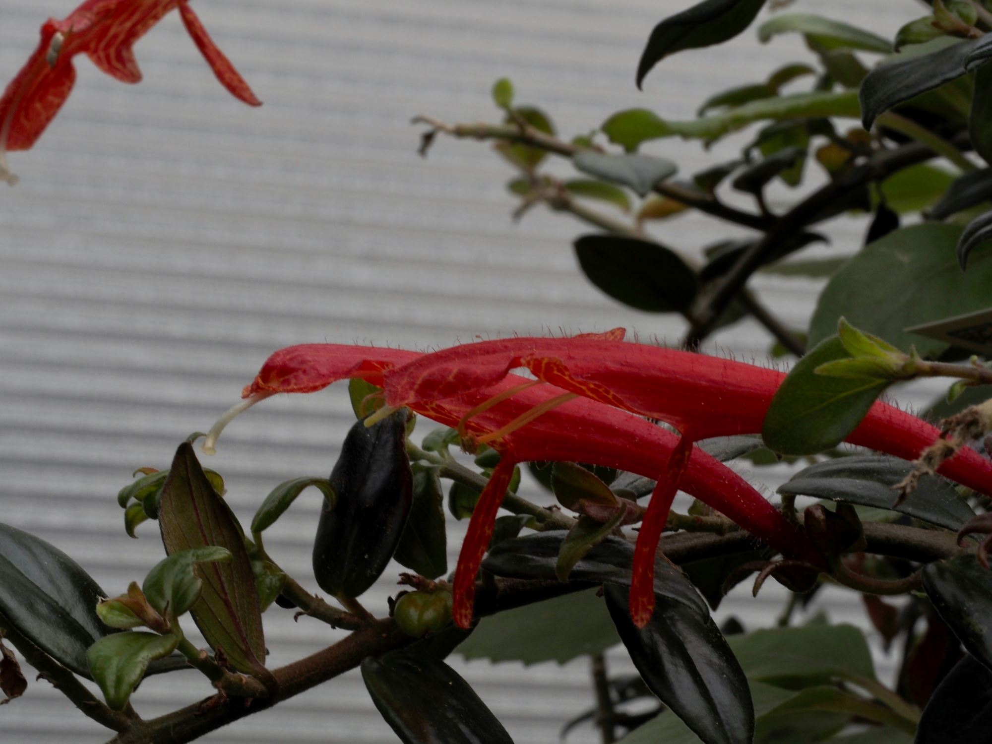 Image of Columnea Ã— banksii