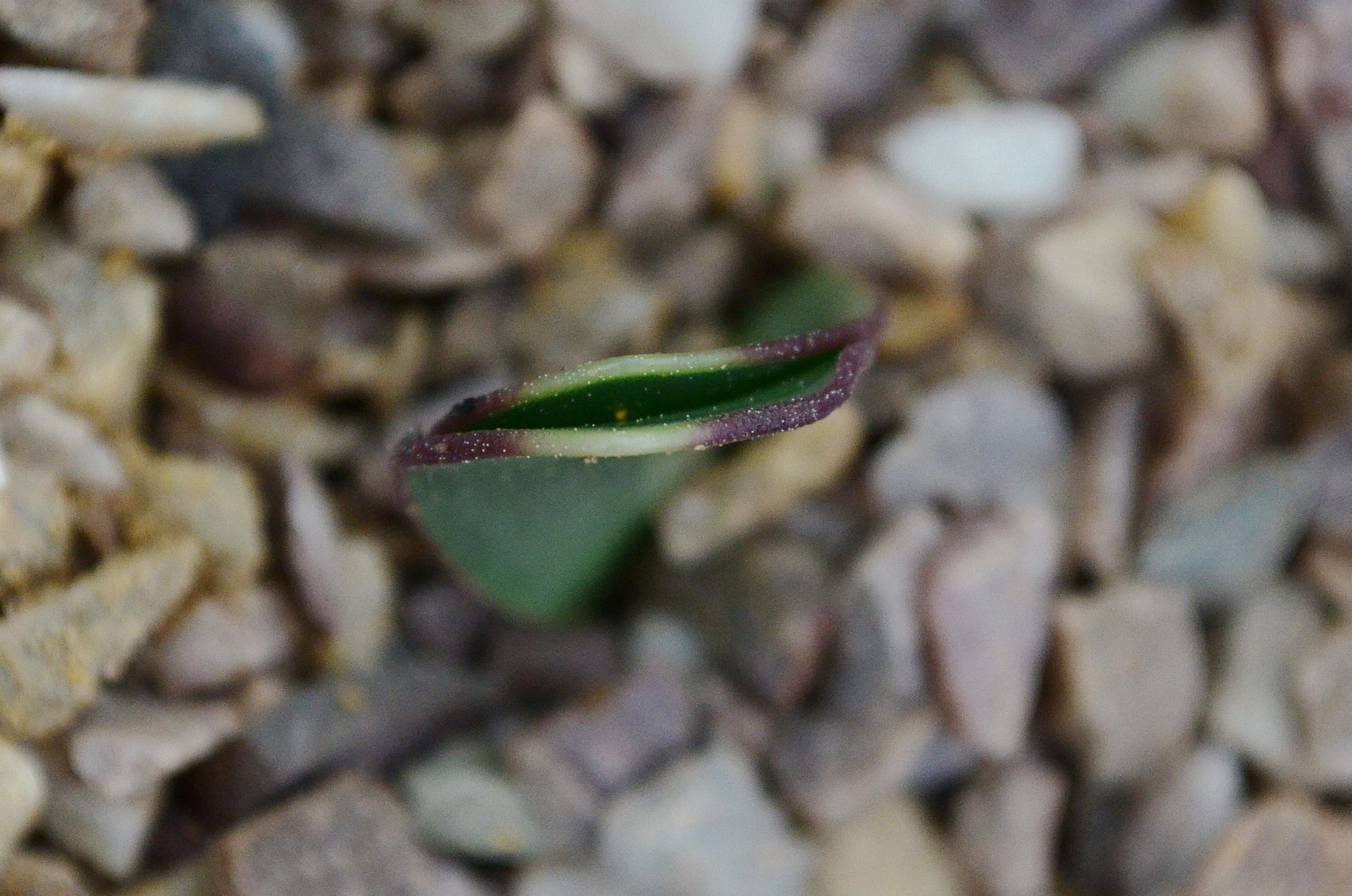 Image of Haemanthus sp.