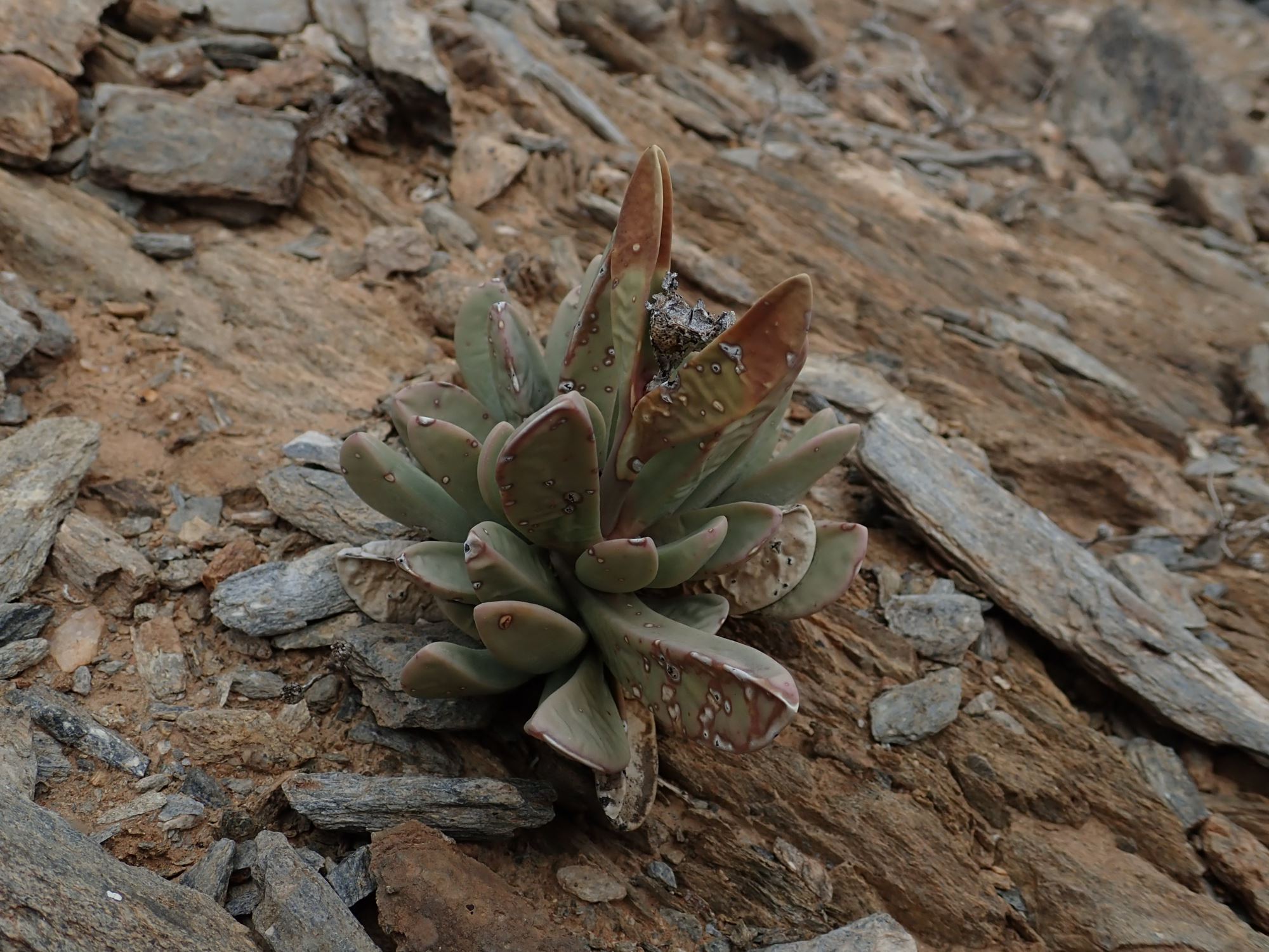 Image of Hartmanthus sp.