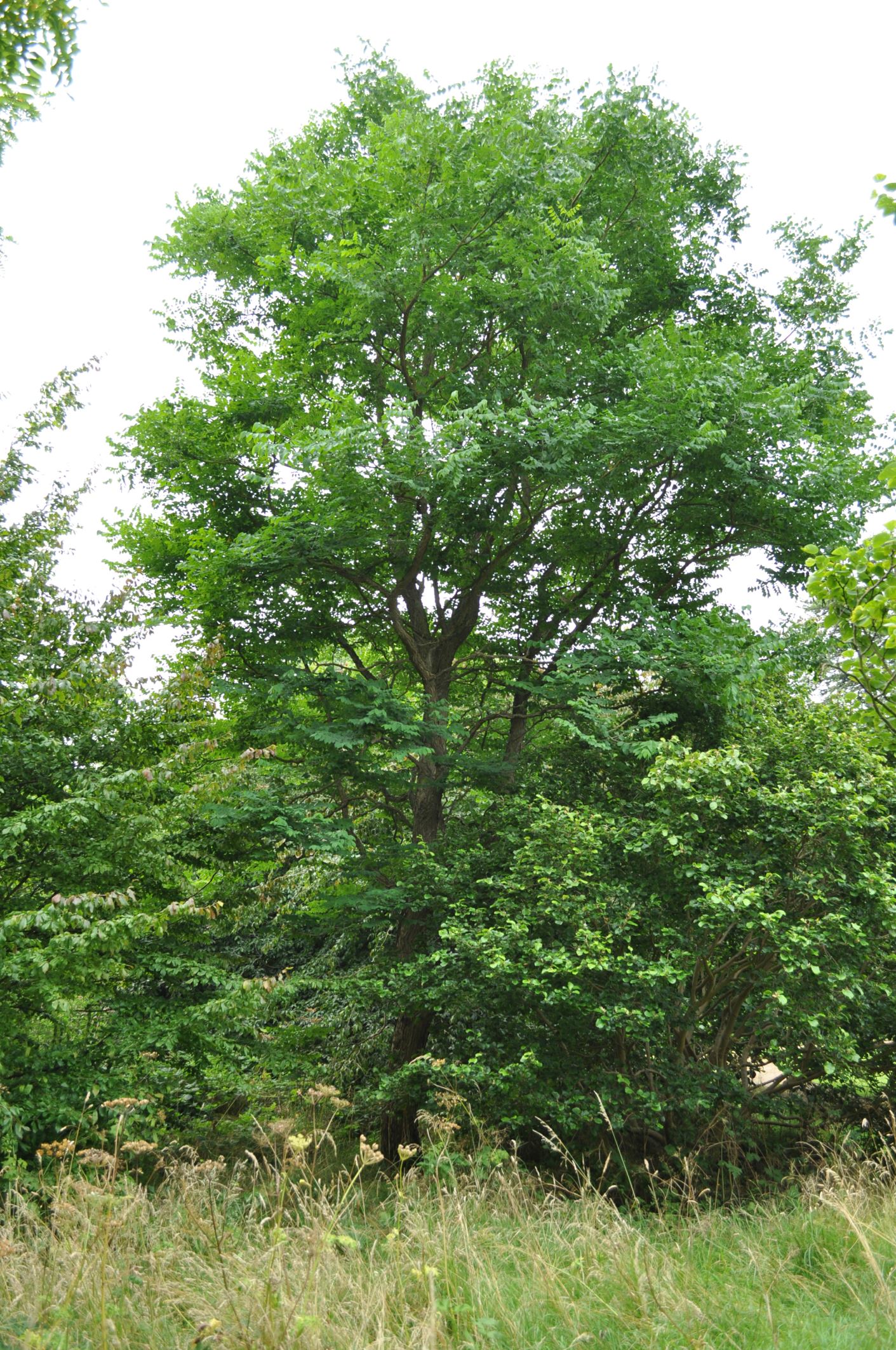 Image of Gymnocladus dioica