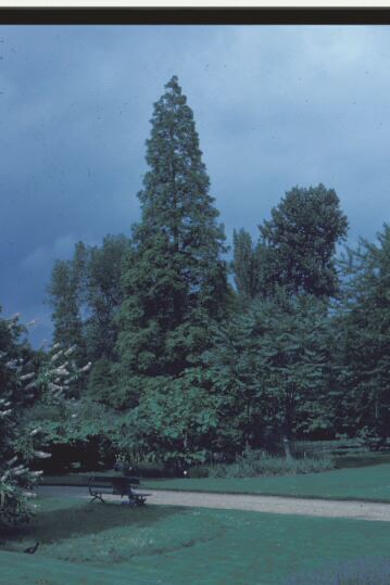 Image of Metasequoia glyptostroboides
