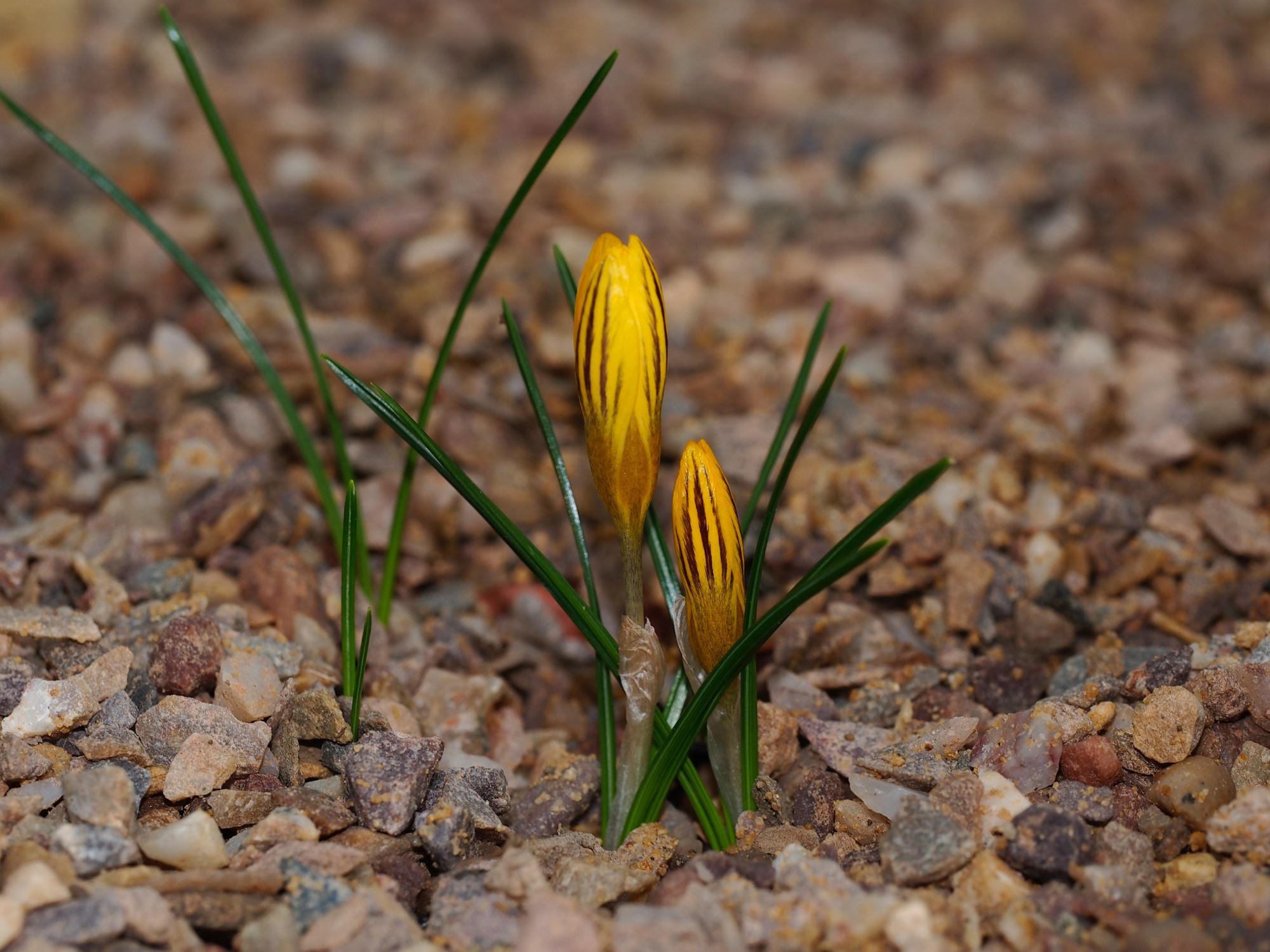 Image of Crocus chrysanthus 'Saturnus'