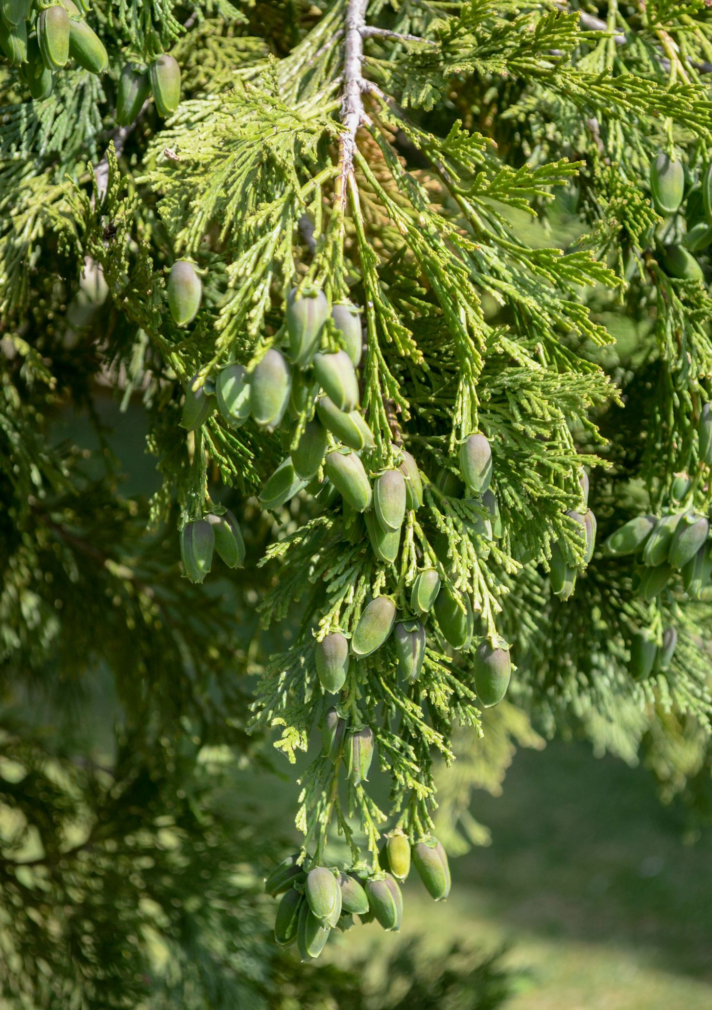 Image of Calocedrus decurrens