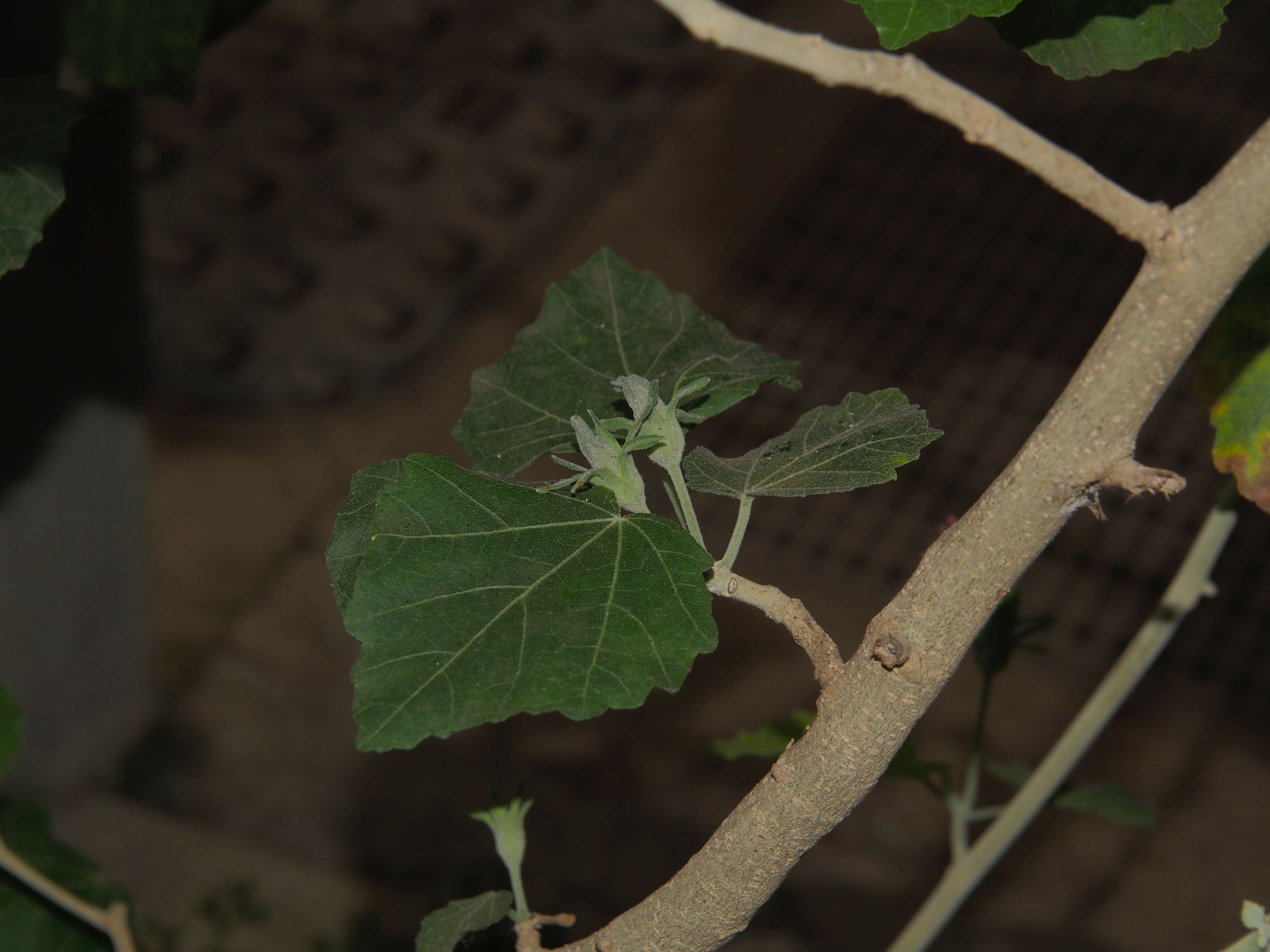 Image of Hibiscadelphus distans
