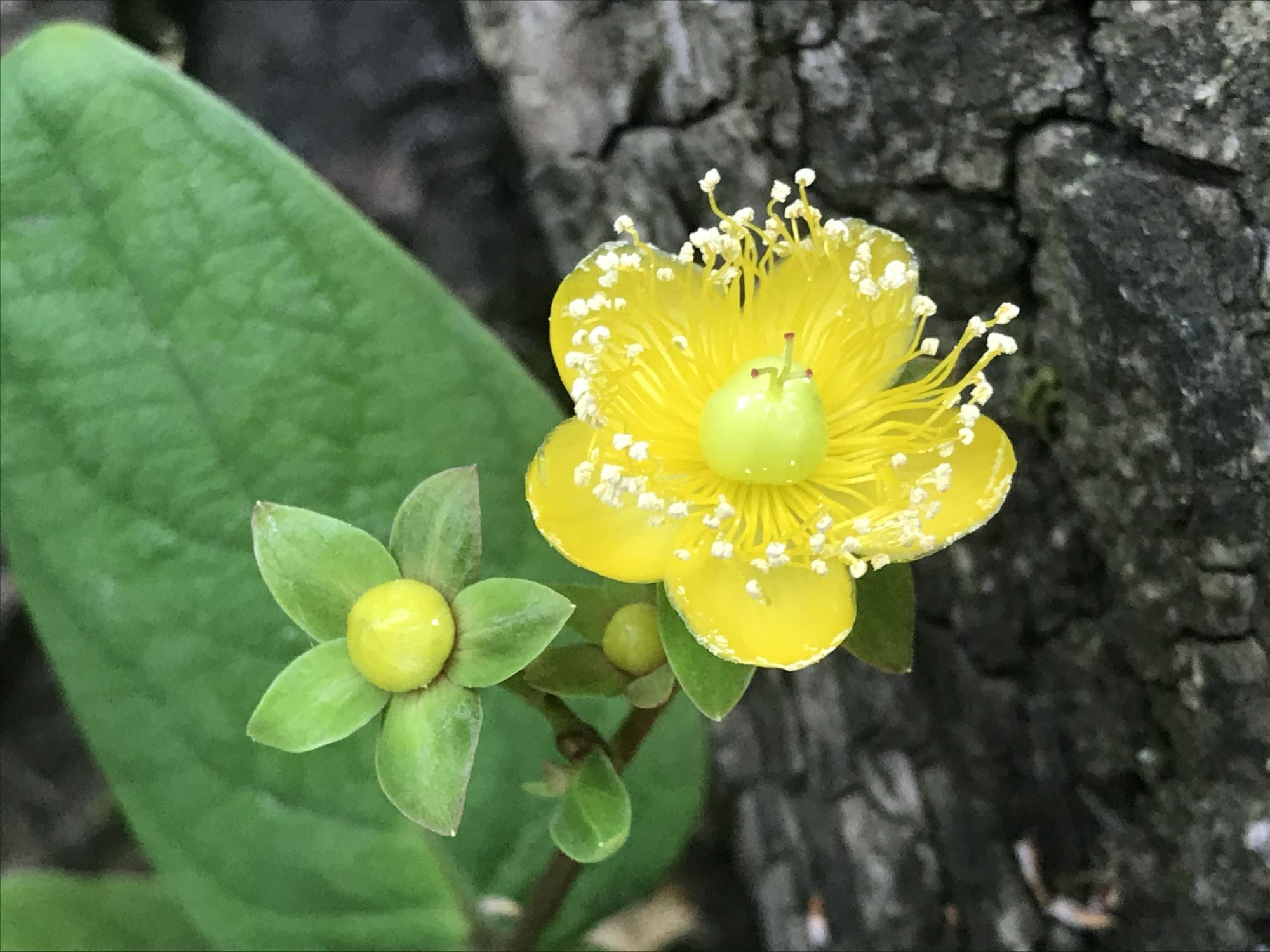 Image of Hypericum androsaemum