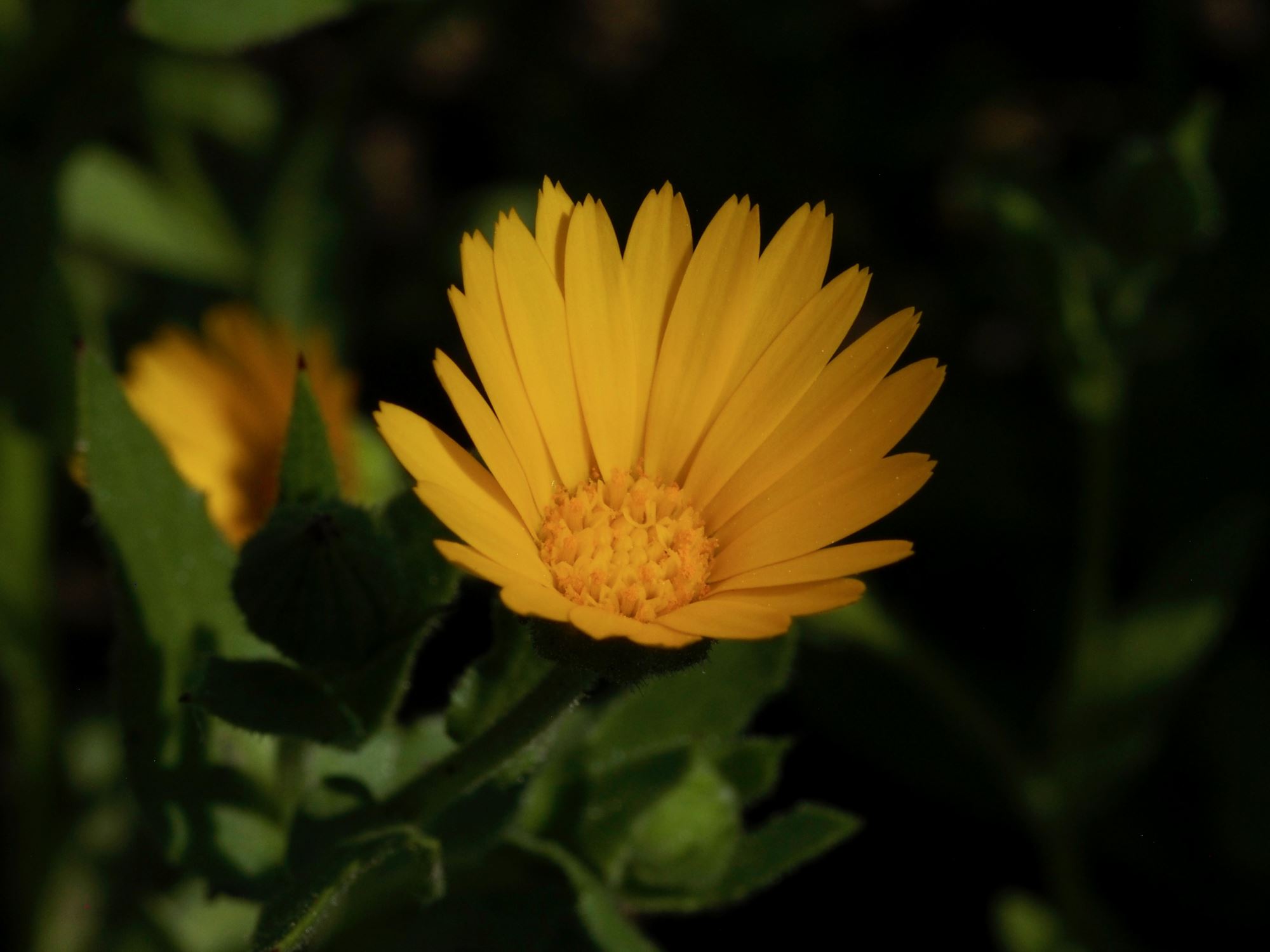 Image of Calendula officinalis