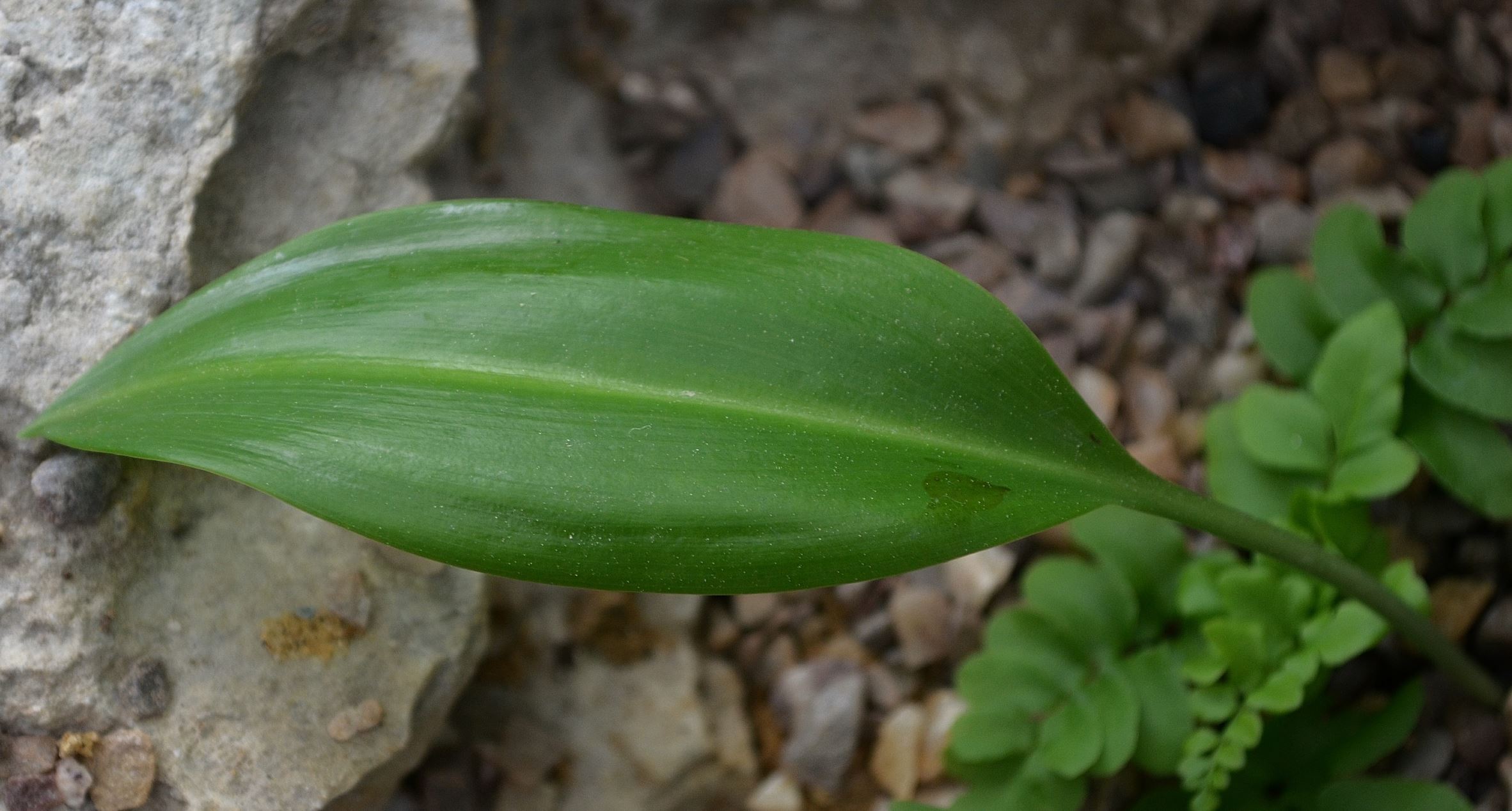 Image of Eucrosia mirabilis