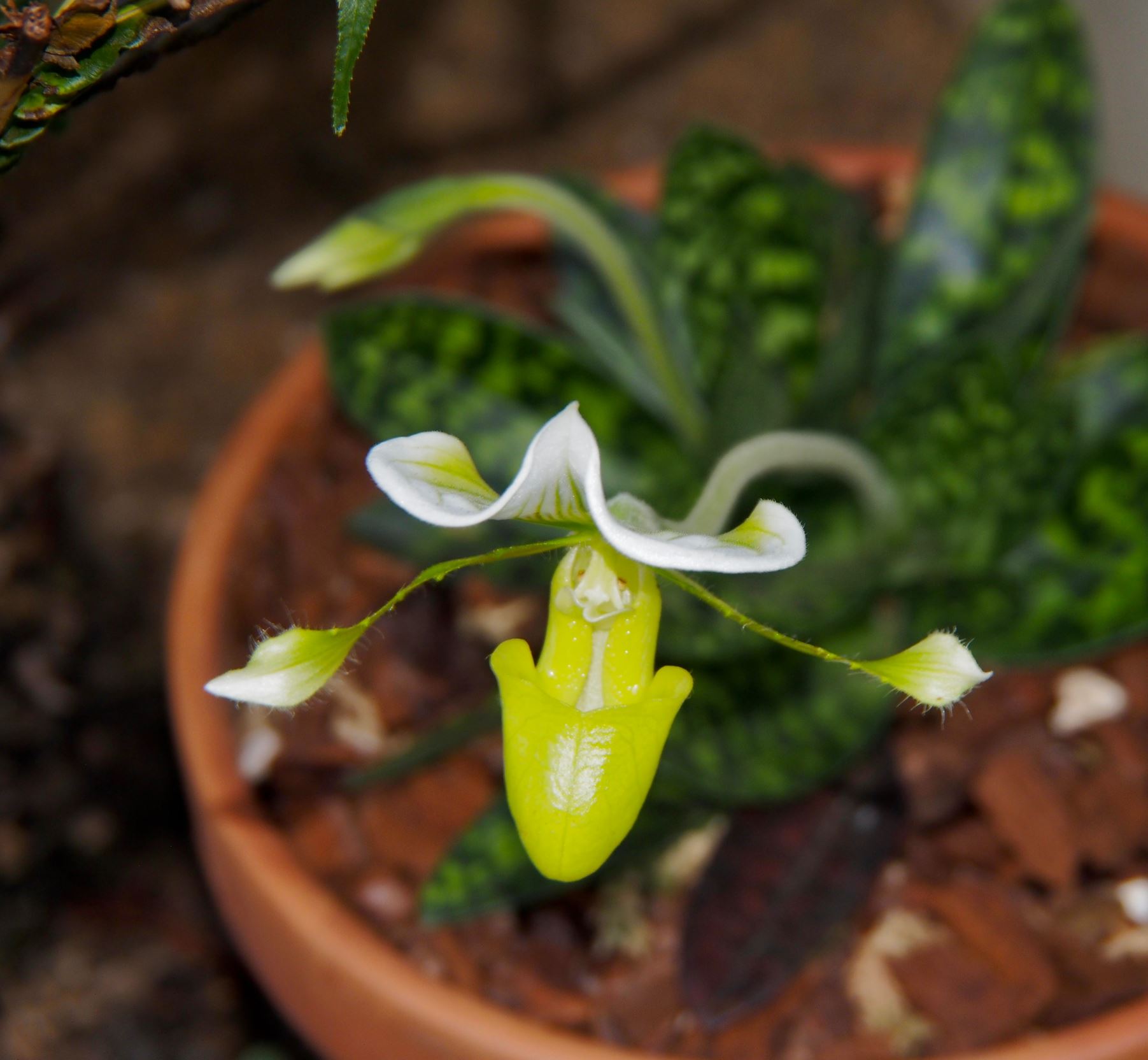 Image of Paphiopedilum Ã— maudiae 'Femma'