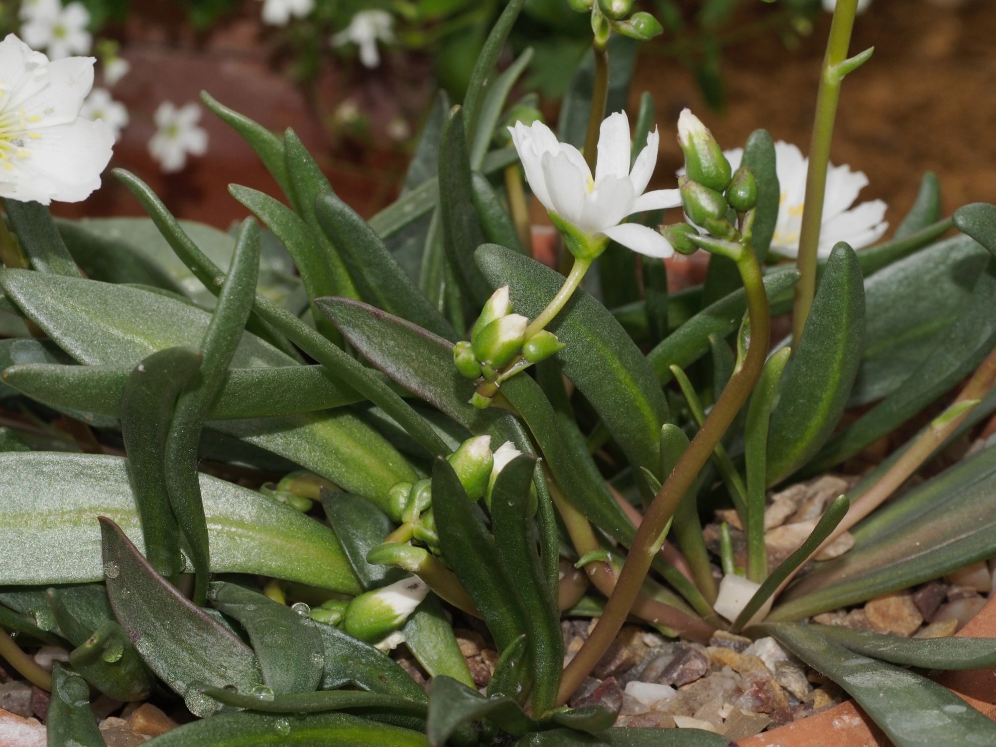 Image of Lewisia oppositifolia