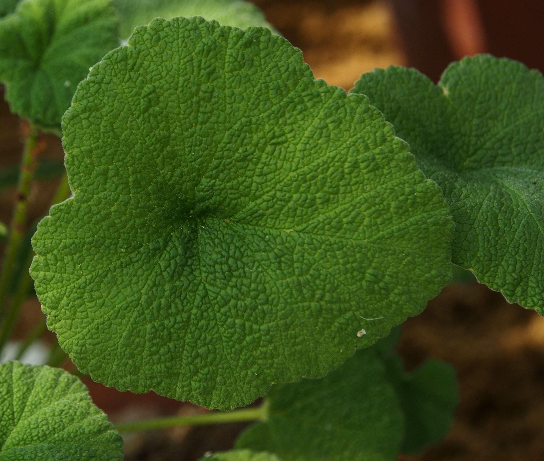Image of Pelargonium cotyledonis 'Ventnor'