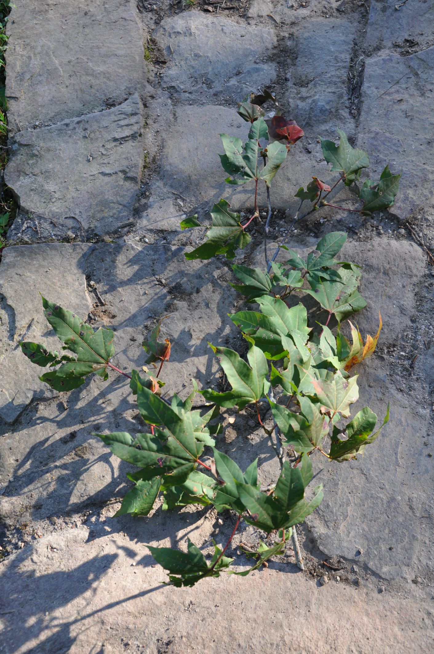Image of Acer campbellii subsp. flabellatum