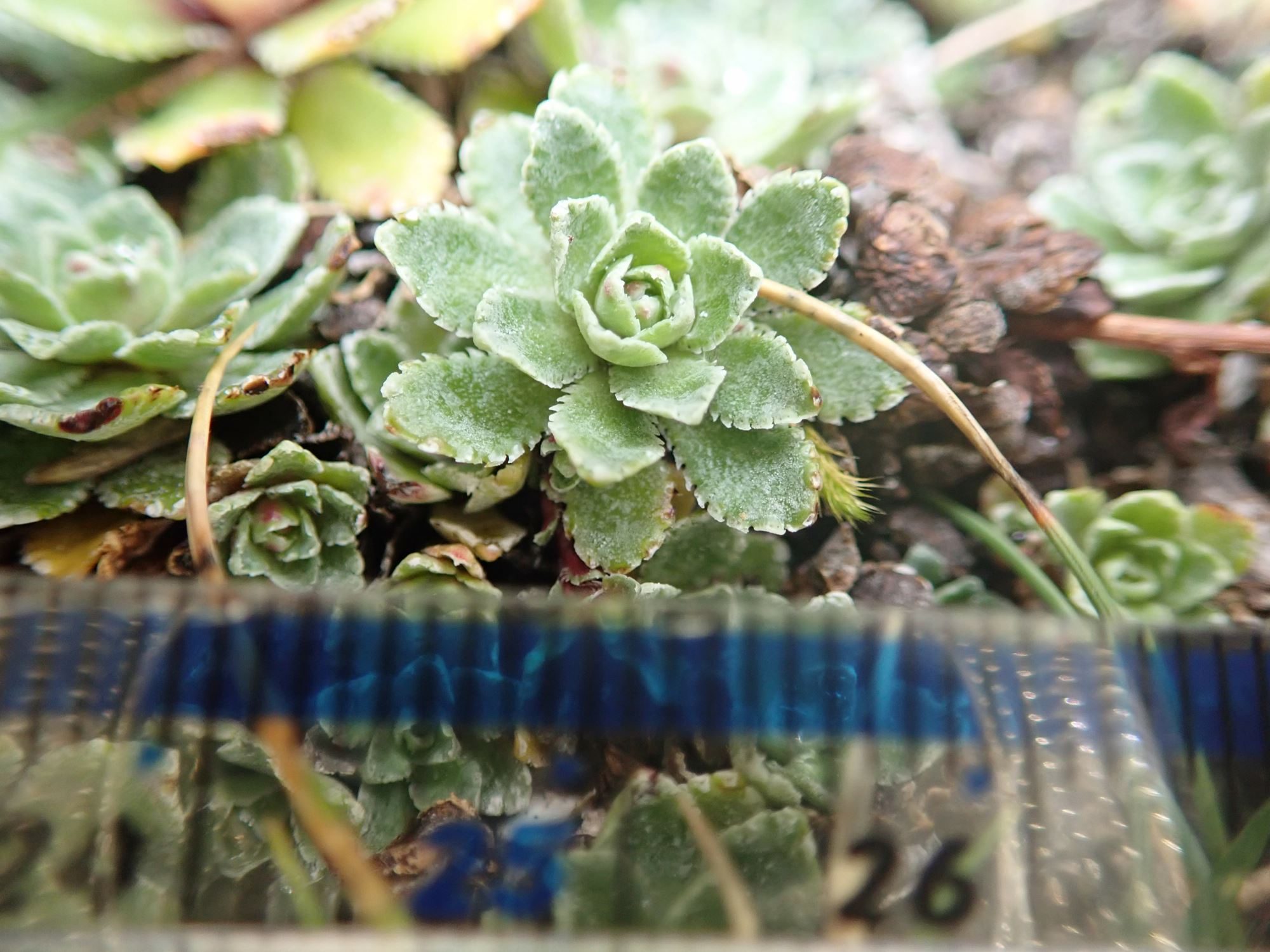 Image of Saxifraga paniculata