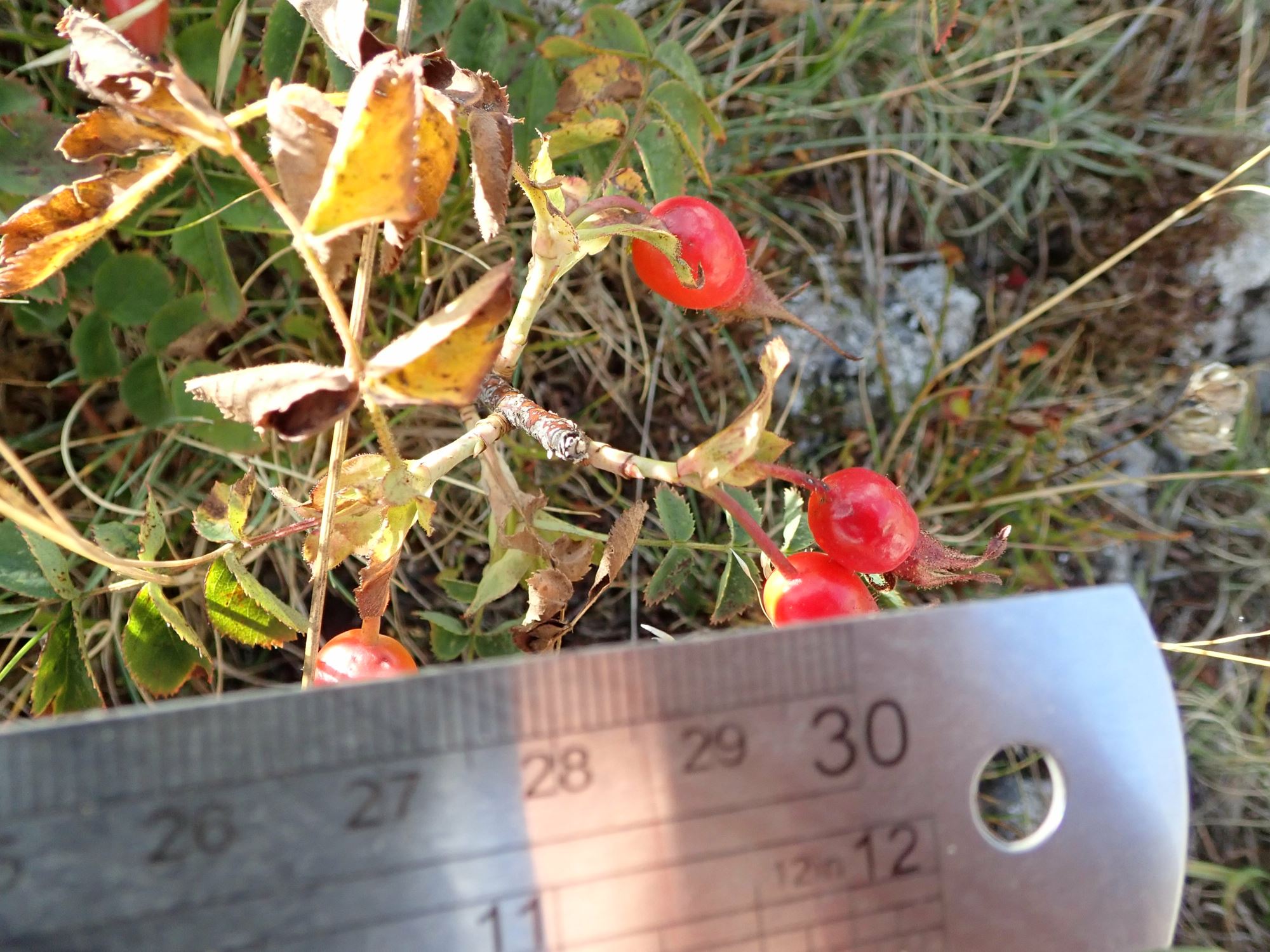 Image of Rosa pendulina