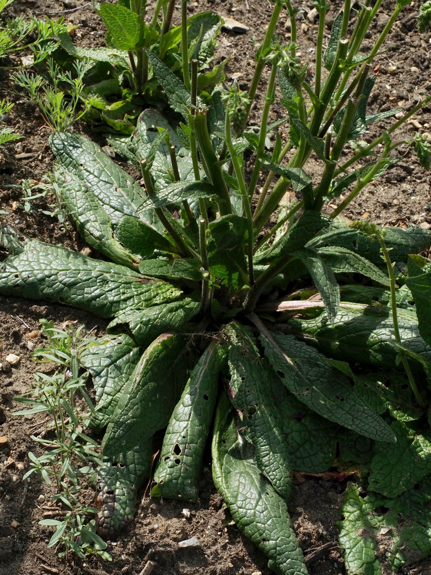 Image of Verbascum phoeniceum