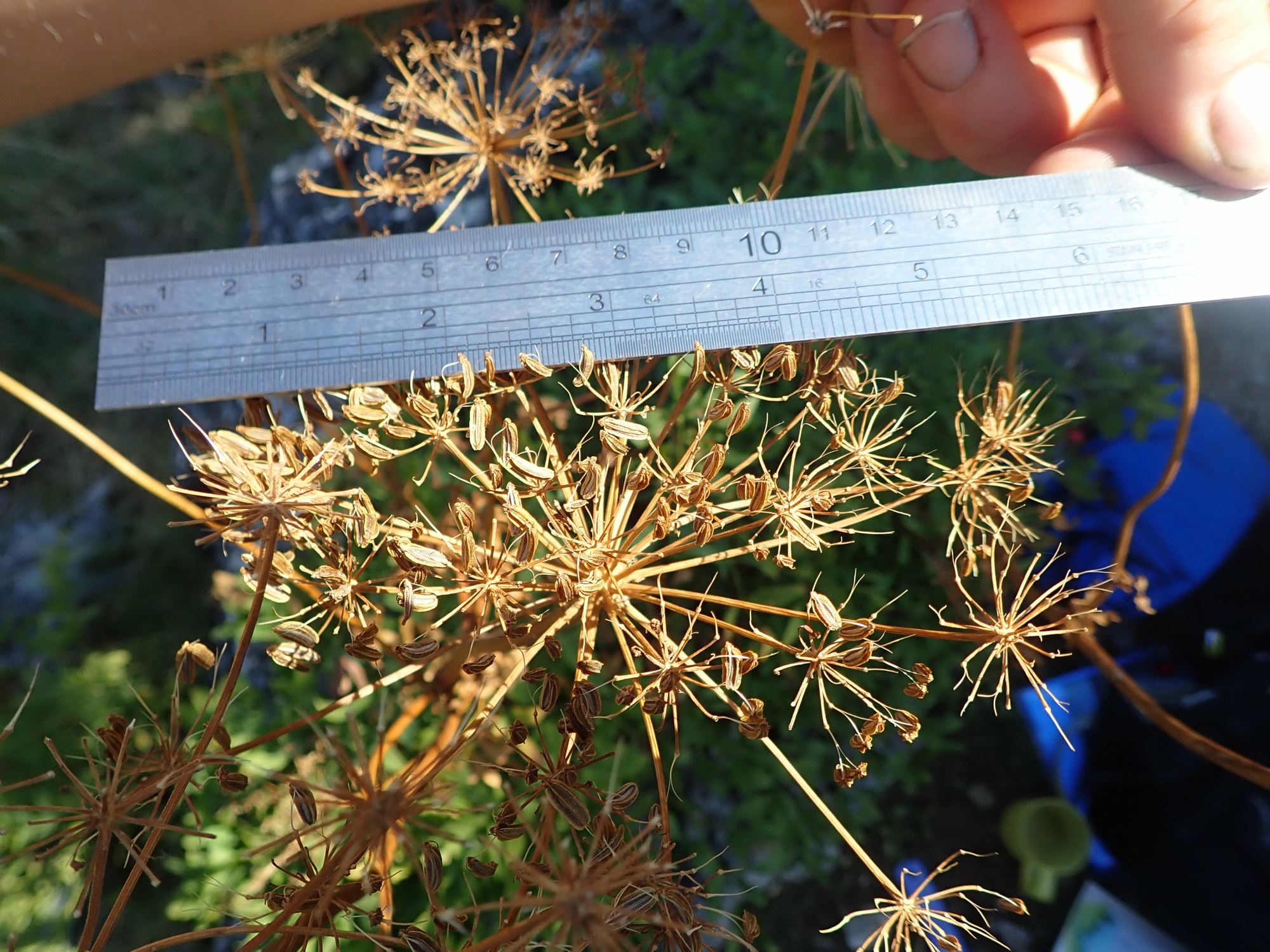 Image of Levisticum sp.