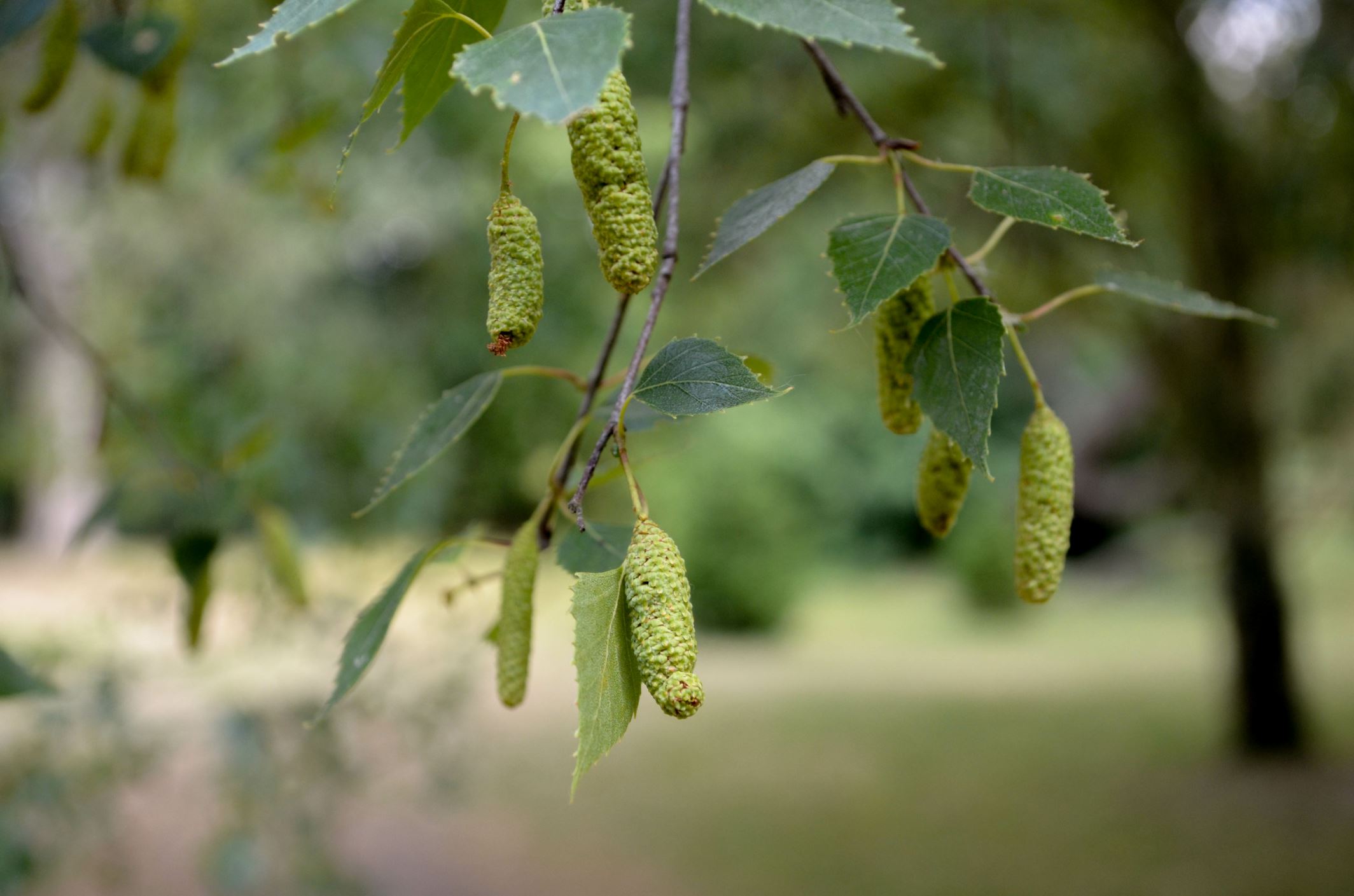 Image of Betula pendula subsp. pendula