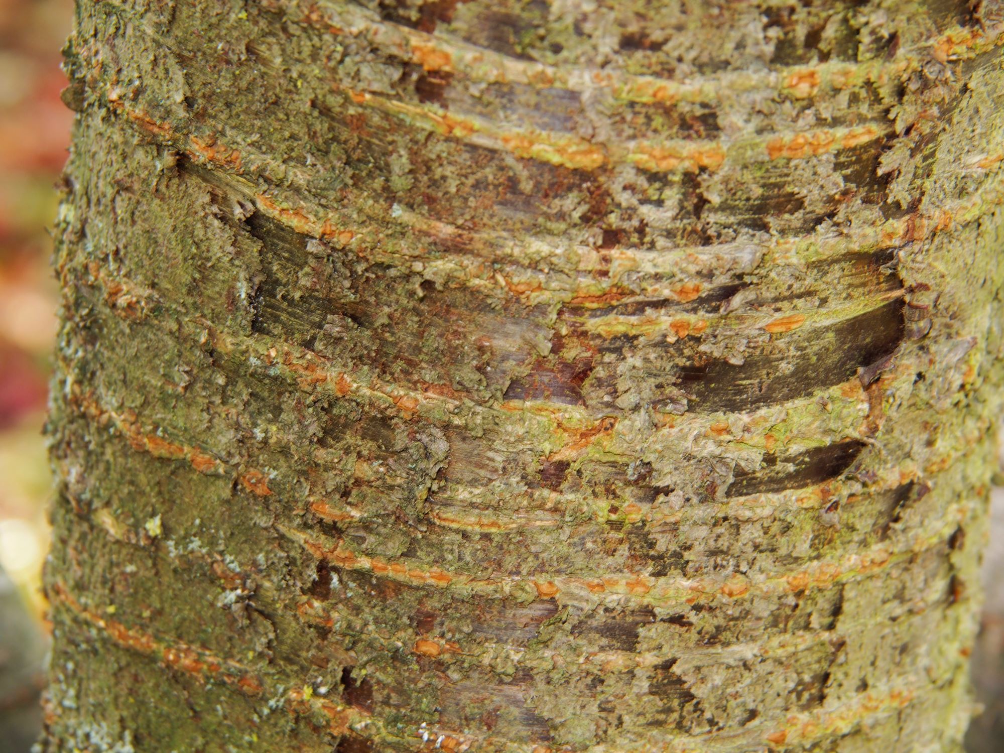 Image of Prunus serrulata var. tomentella