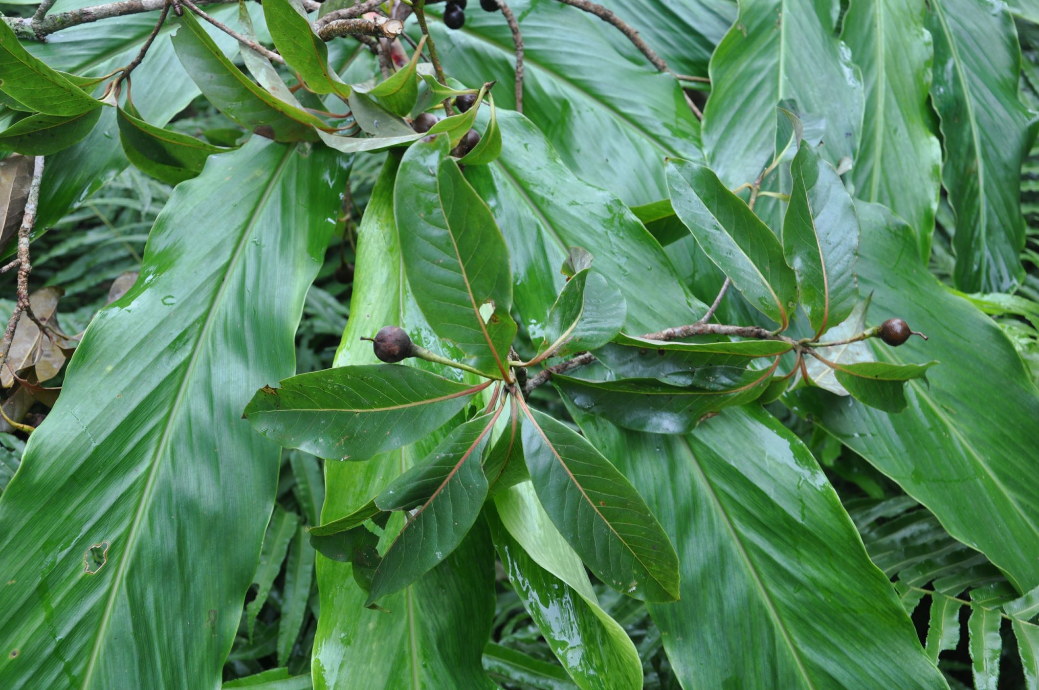 Image of Schima noronhae