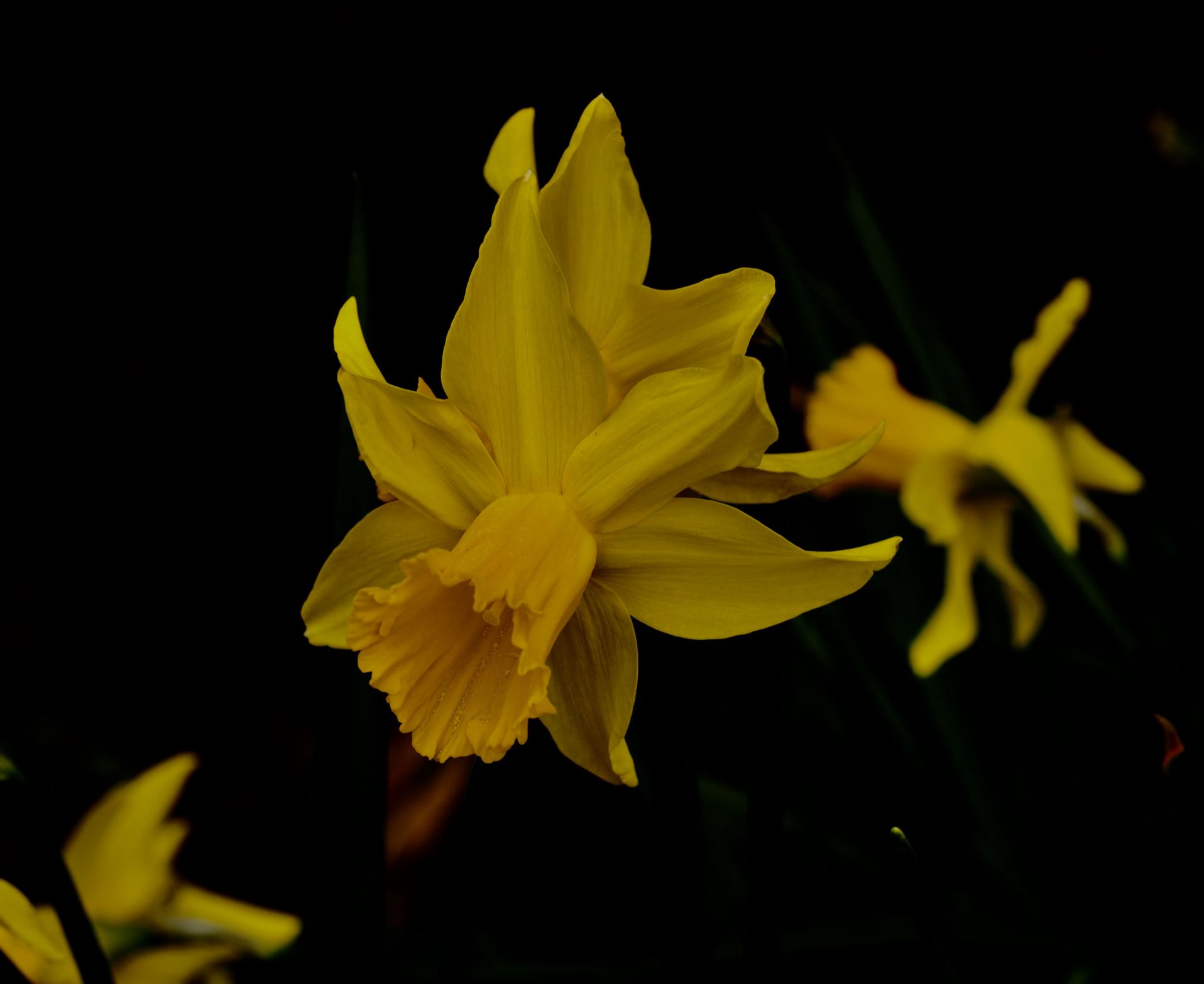 Image of Narcissus Ã— monochromus 'February Gold'
