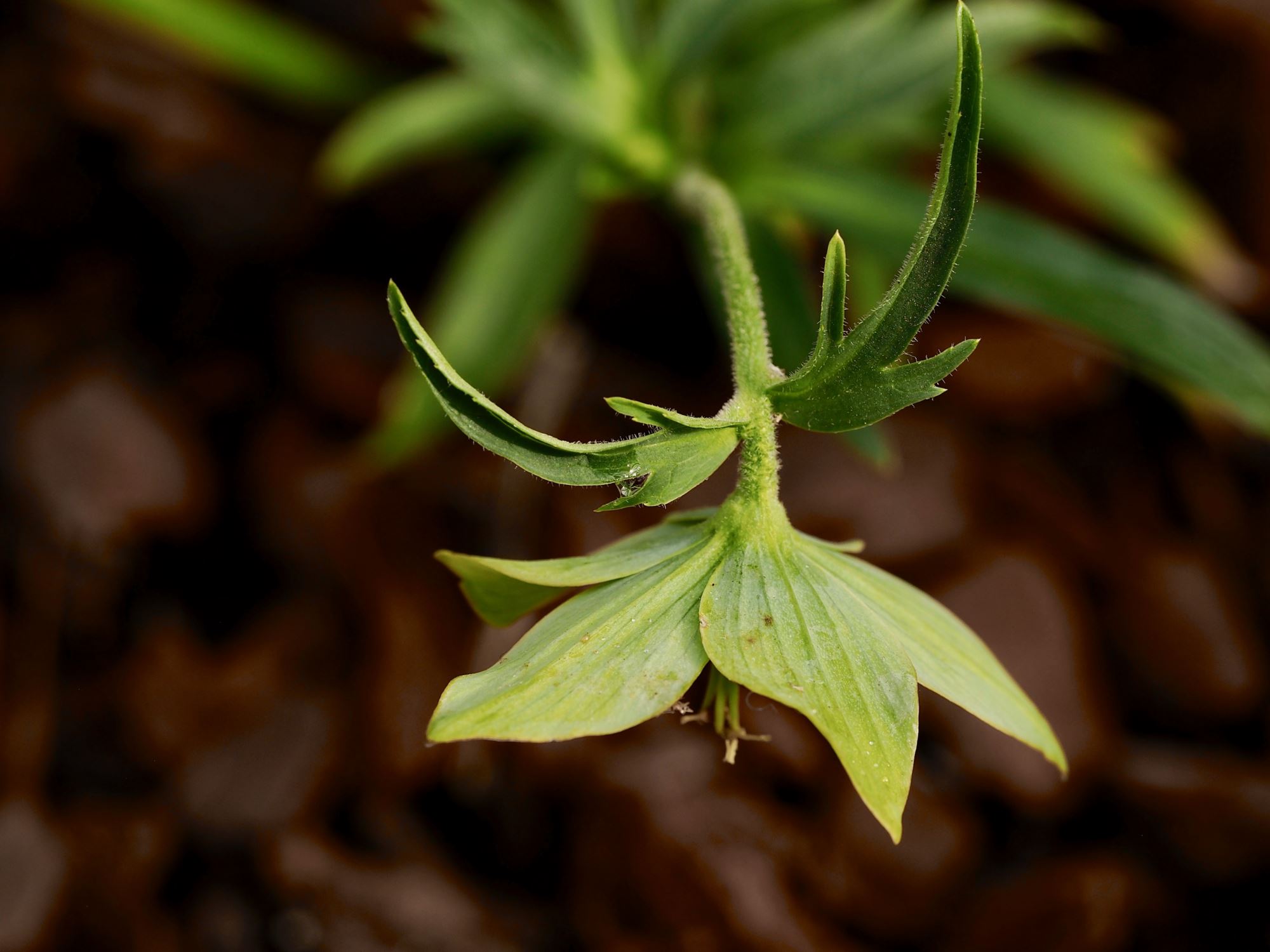 Image of Helleborus multifidus subsp. hercegovinus