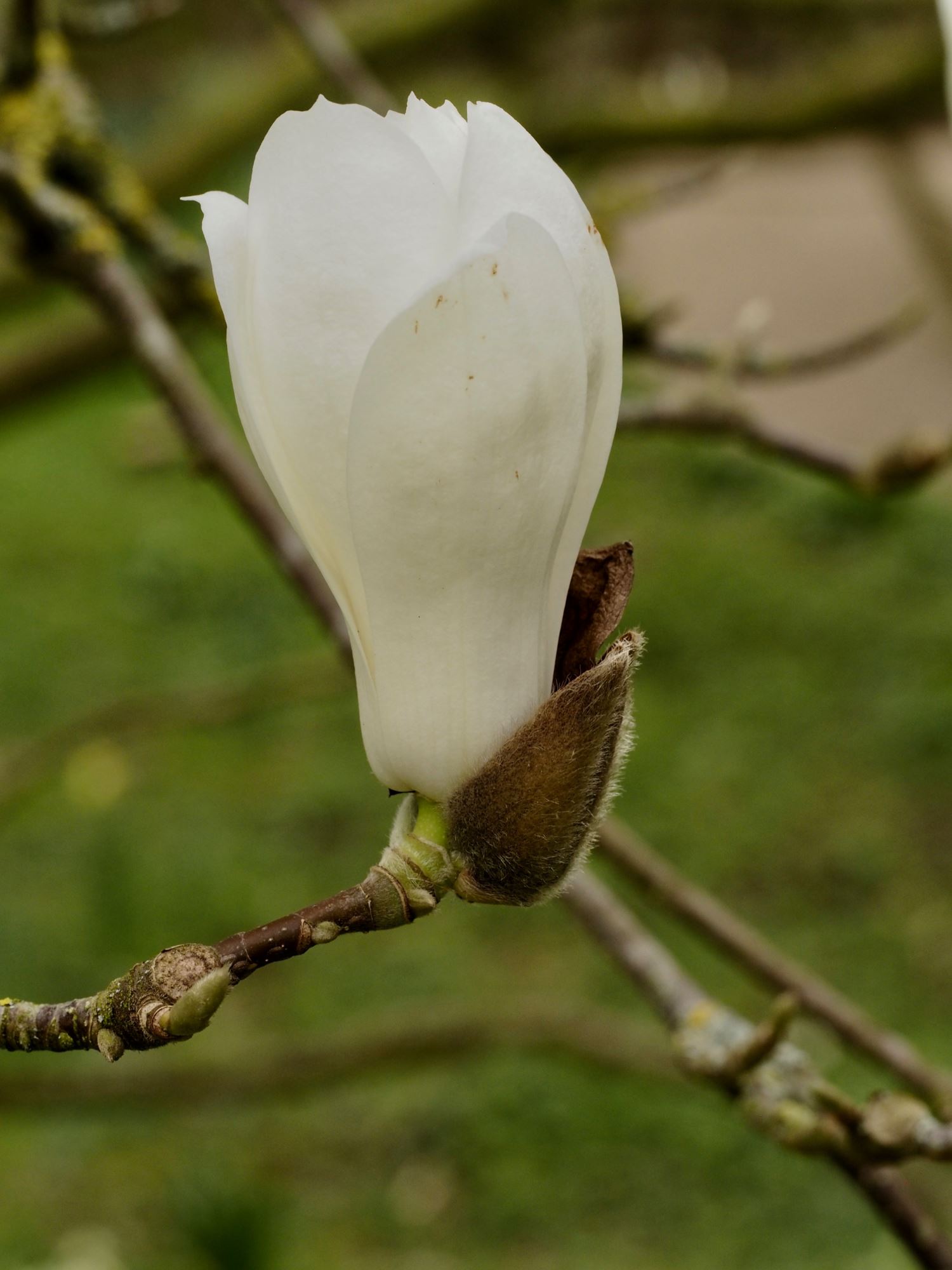 Image of Magnolia denudata
