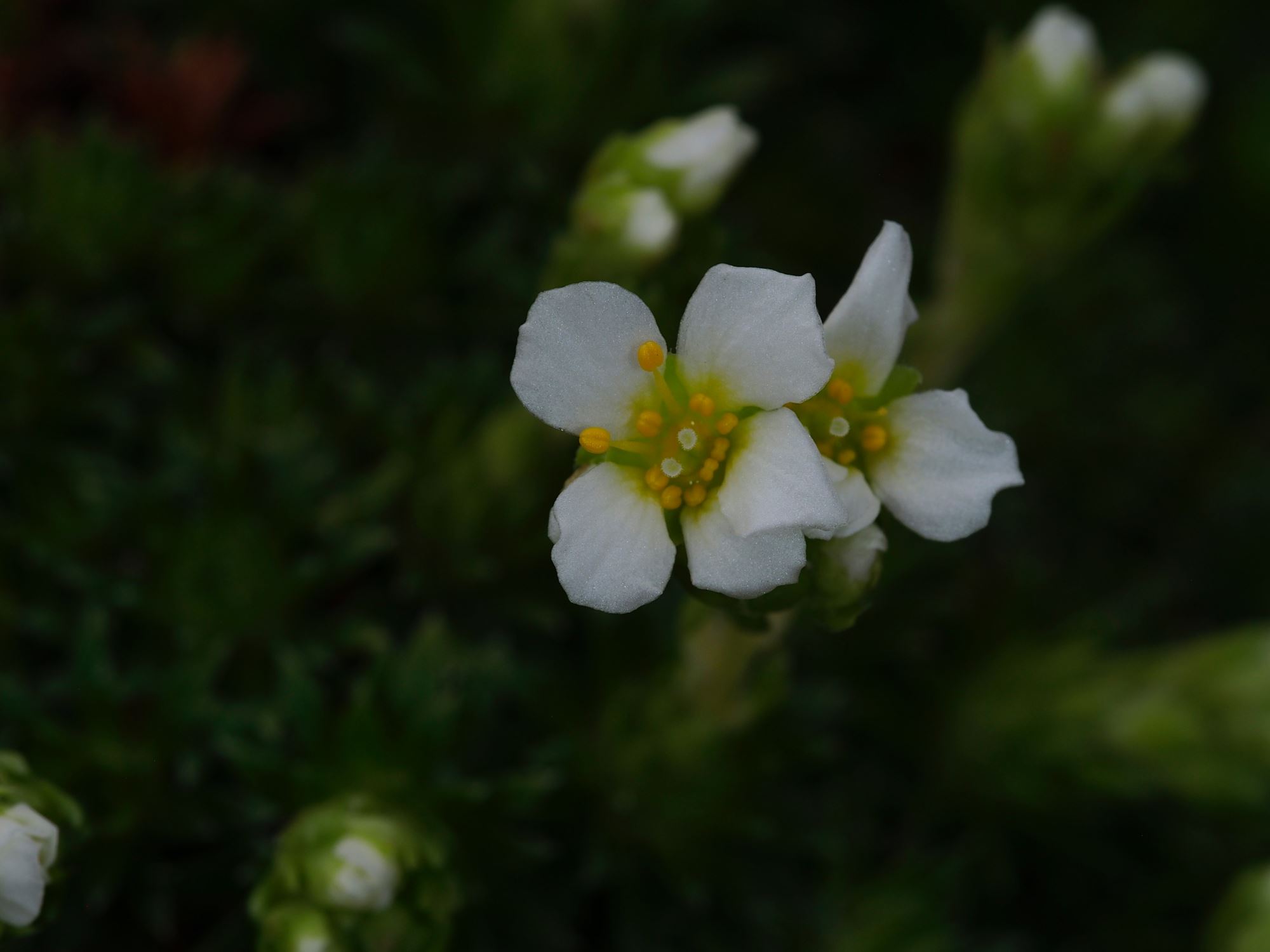 Image of Saxifraga Ã— apiculata 'Alba'