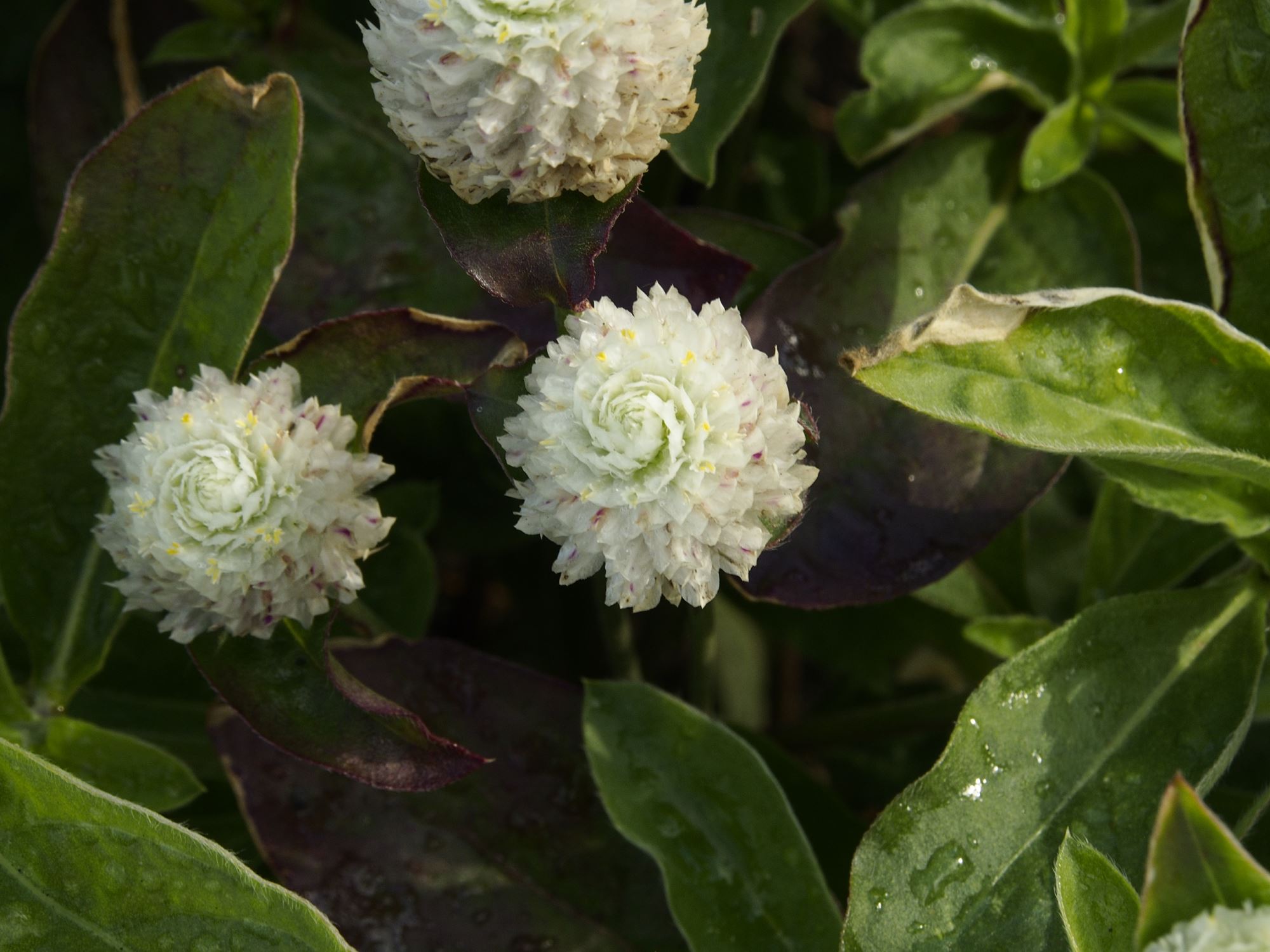 Image of Gomphrena globosa