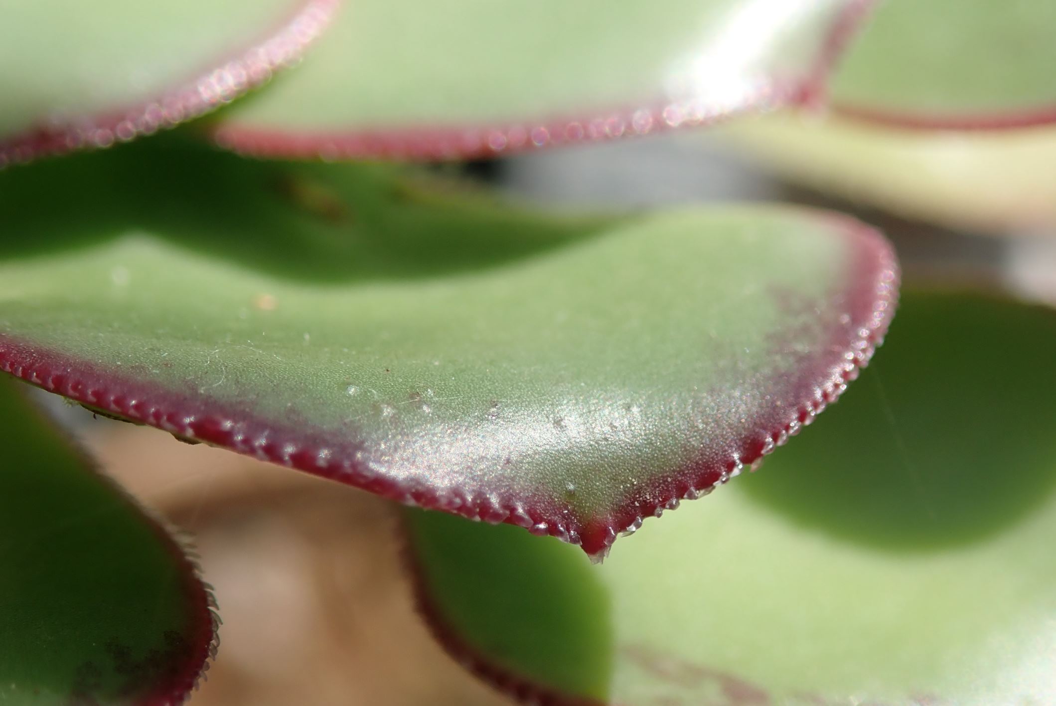 Image of Aeonium urbicum