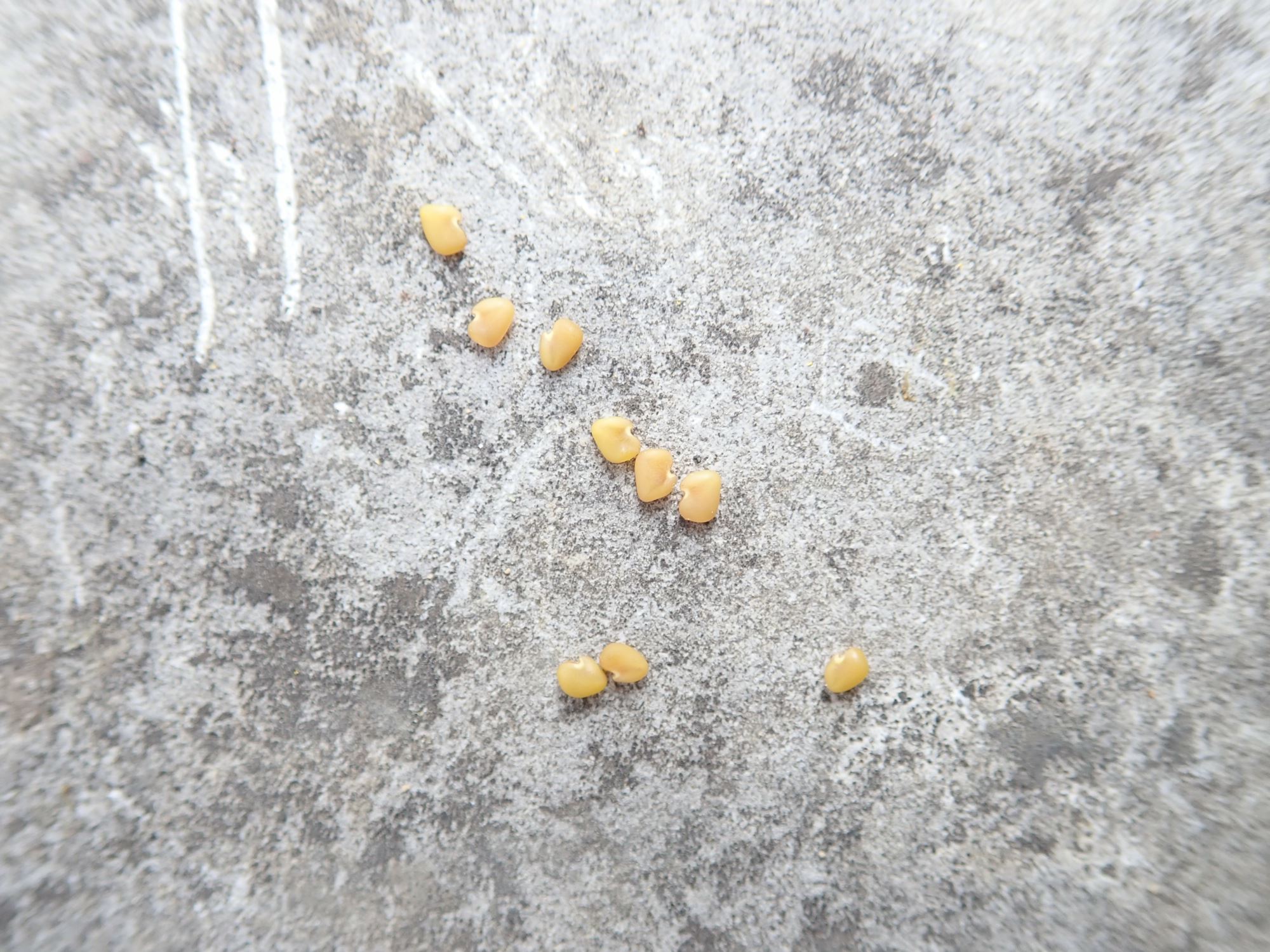 Image of Astragalus falcatus